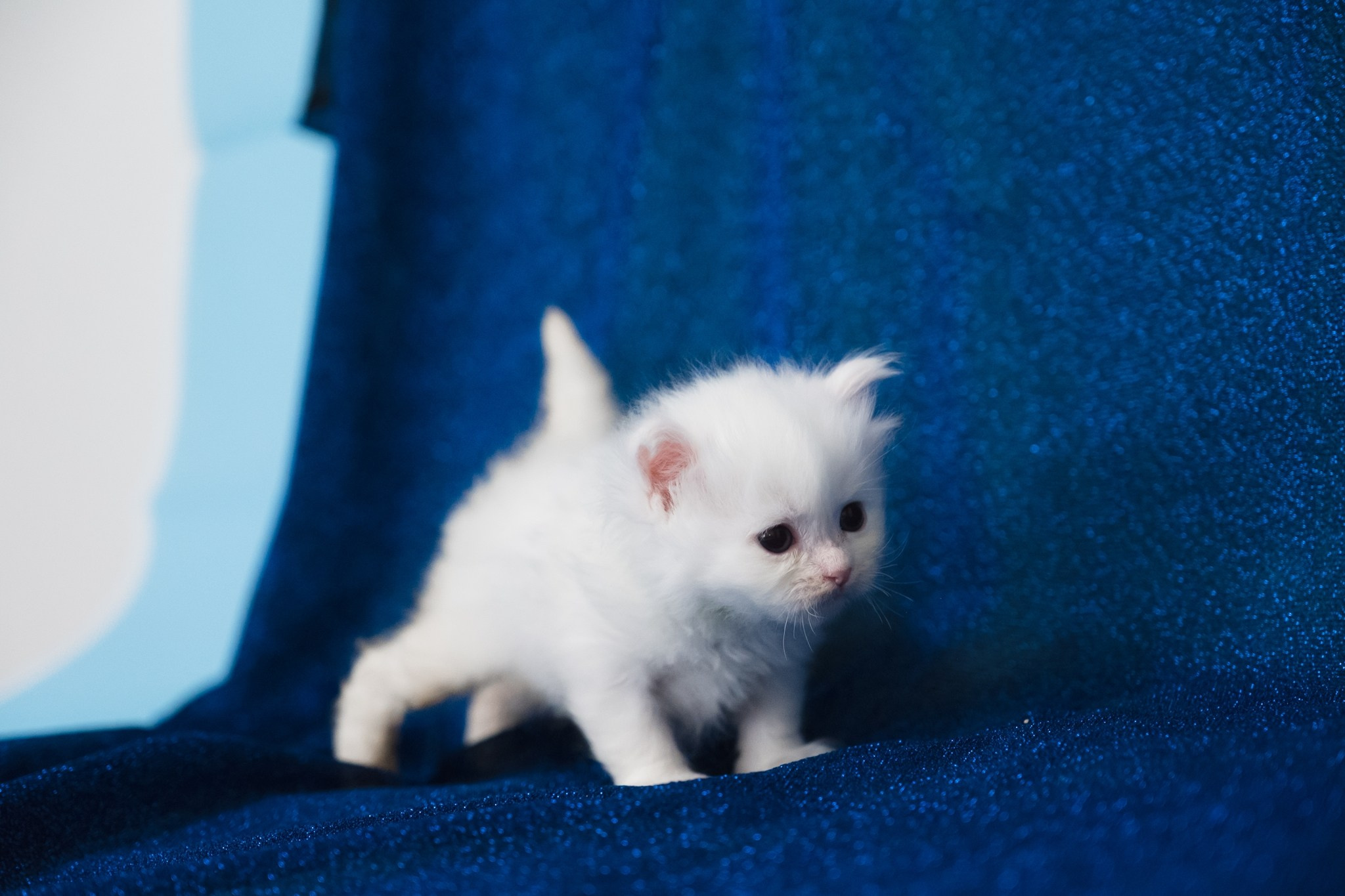 N-Bellatrix. SIBERIALIS: Katzenzucht von Sibirischen und Neva Masquarade Katzen
