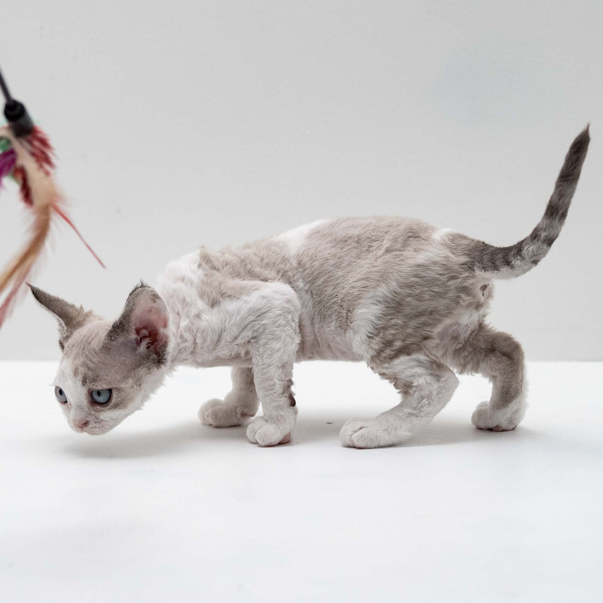 Frodo, boy, born on 01.01.25. Devon Rex Pixie Cattery