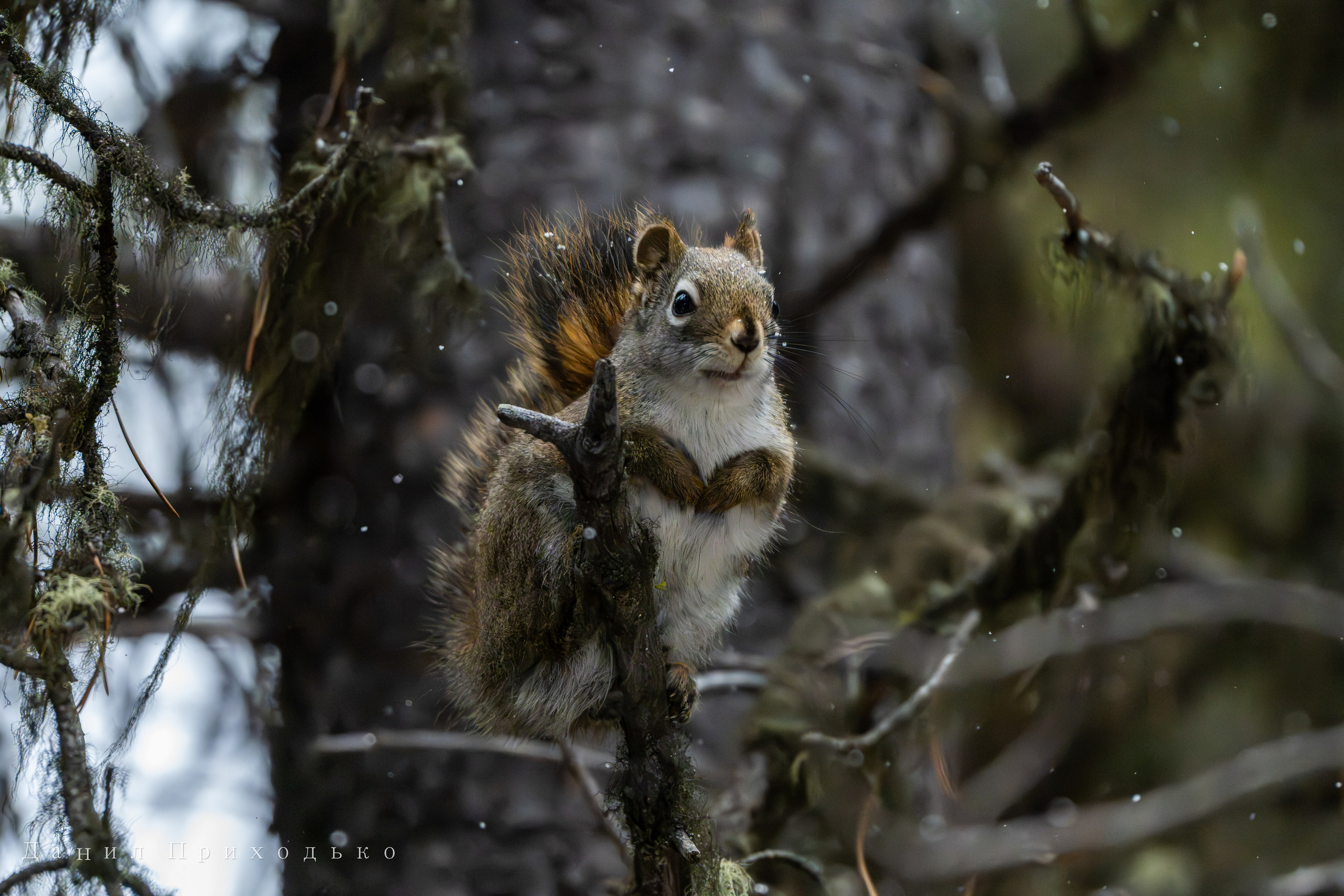 Danil Prikhodko Photography