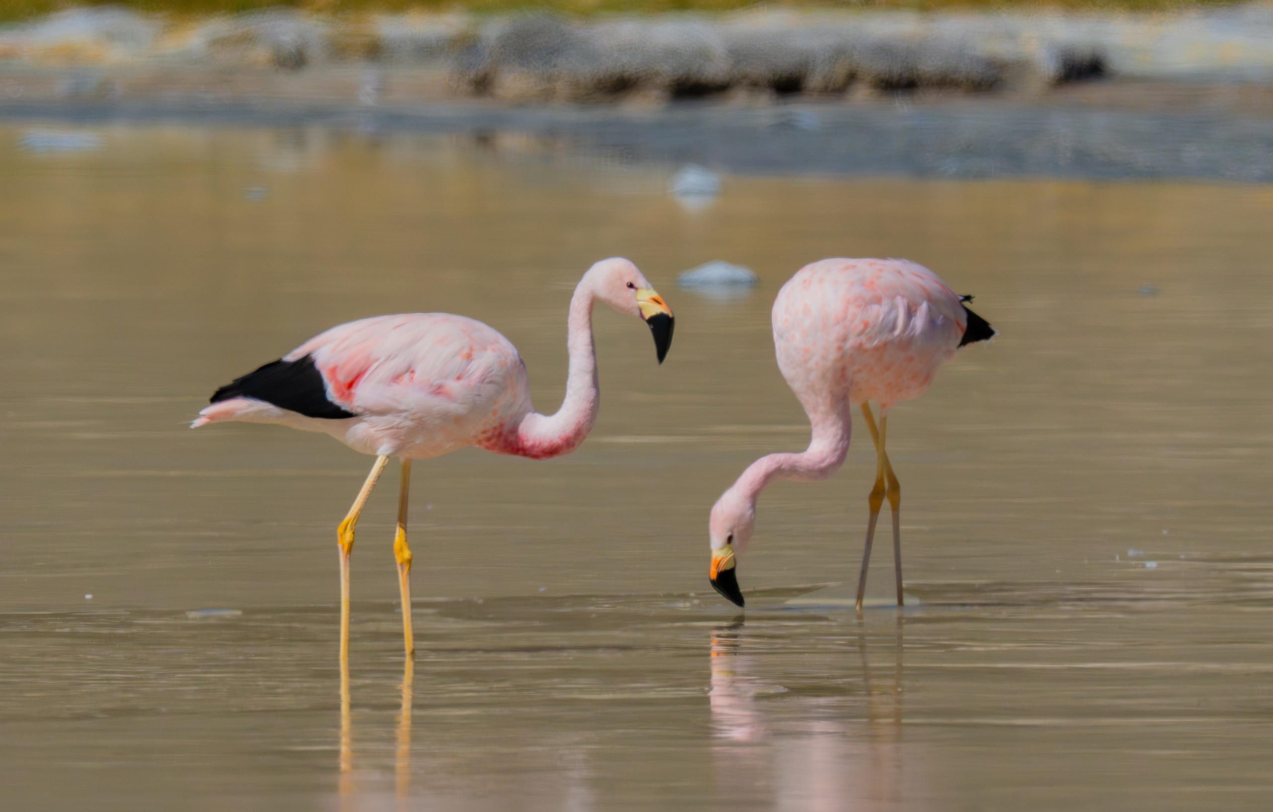 Flamencos. Nature photographer Yuri Soria-Galvarro