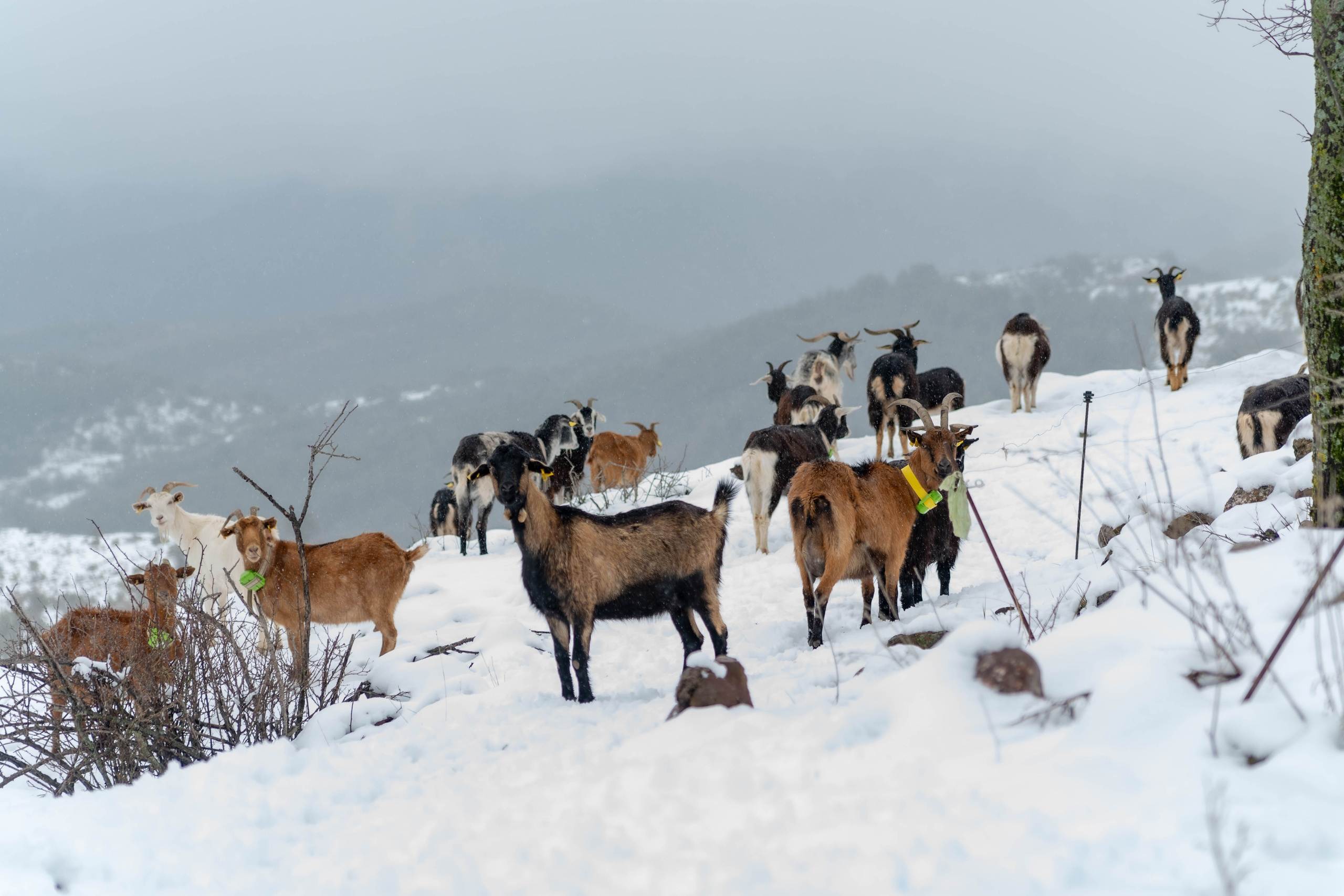 Pueblo abandonado de Montsor nevado. Alba del Norte Studio