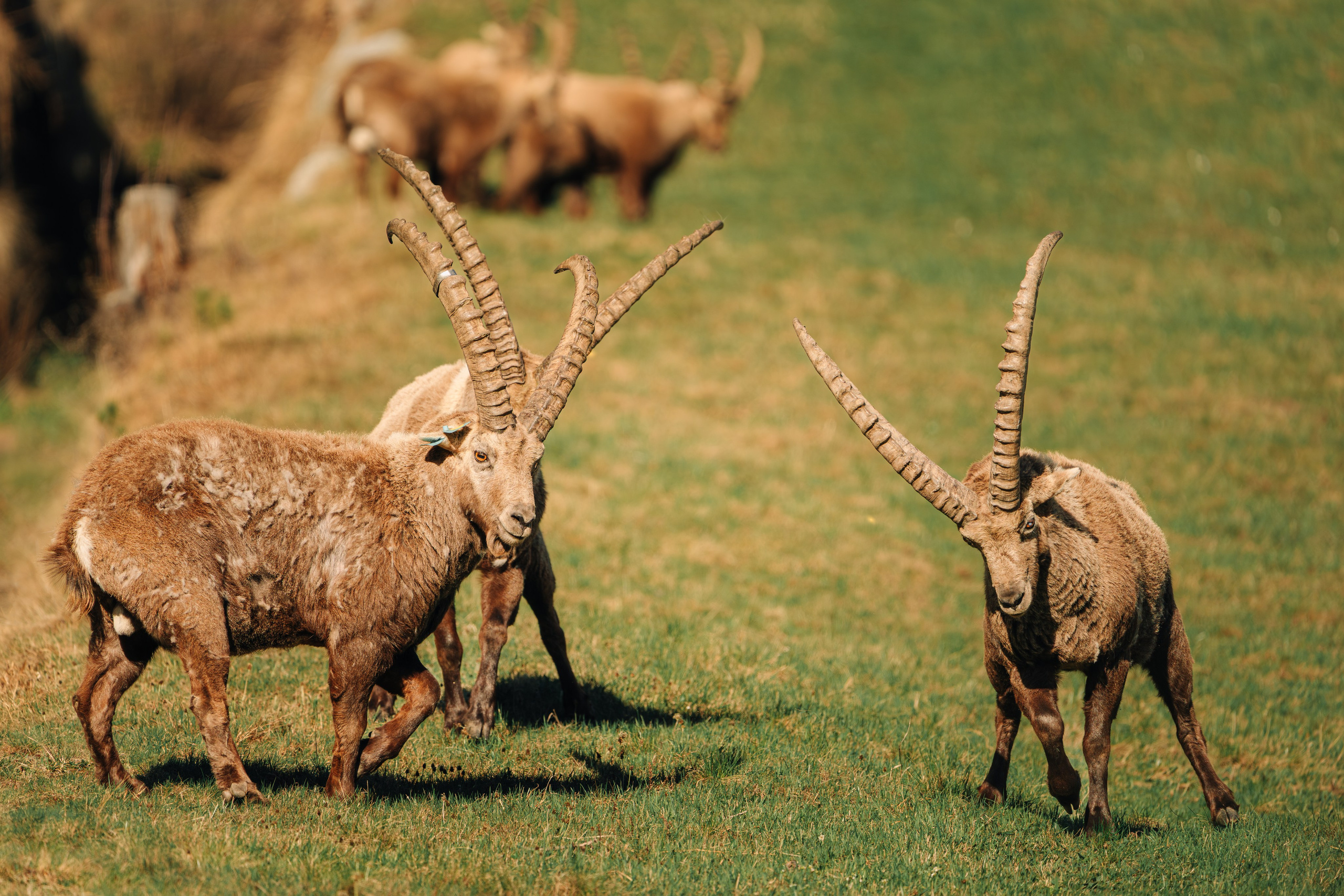Capricorns in Pontresina. Lutsenko Visuals — Photography & Visual Content