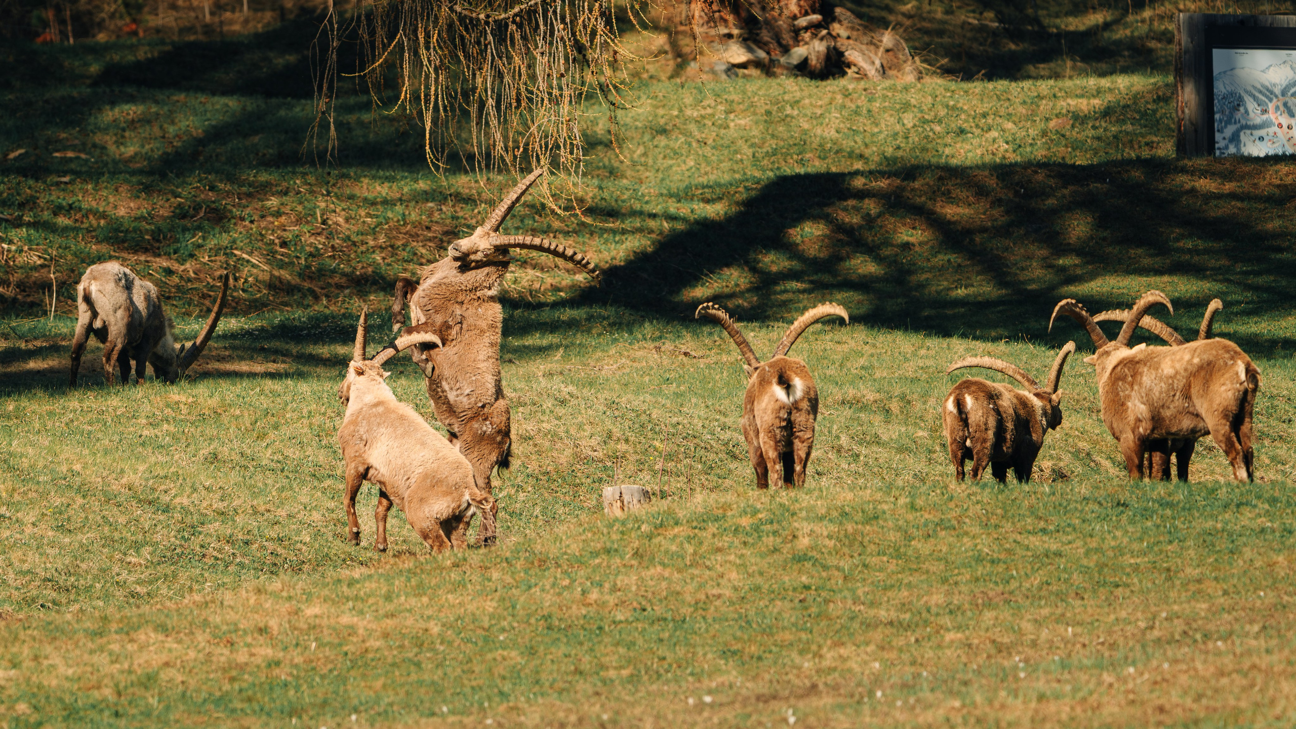 Capricorns in Pontresina. Lutsenko Visuals — Photography & Visual Content