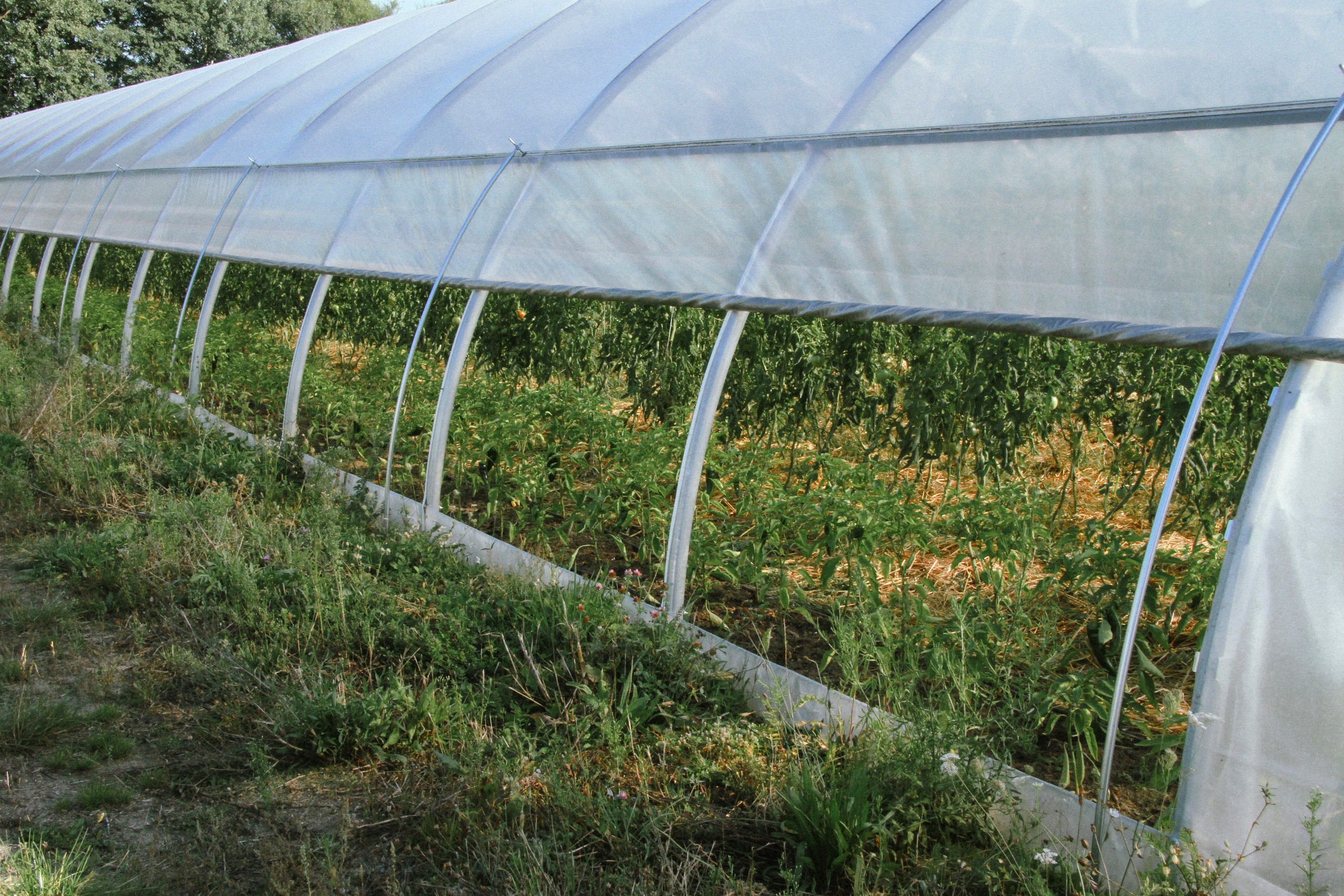 PlantAge biovegan farm for Exberliner magazine. Maria Bogachek Photography