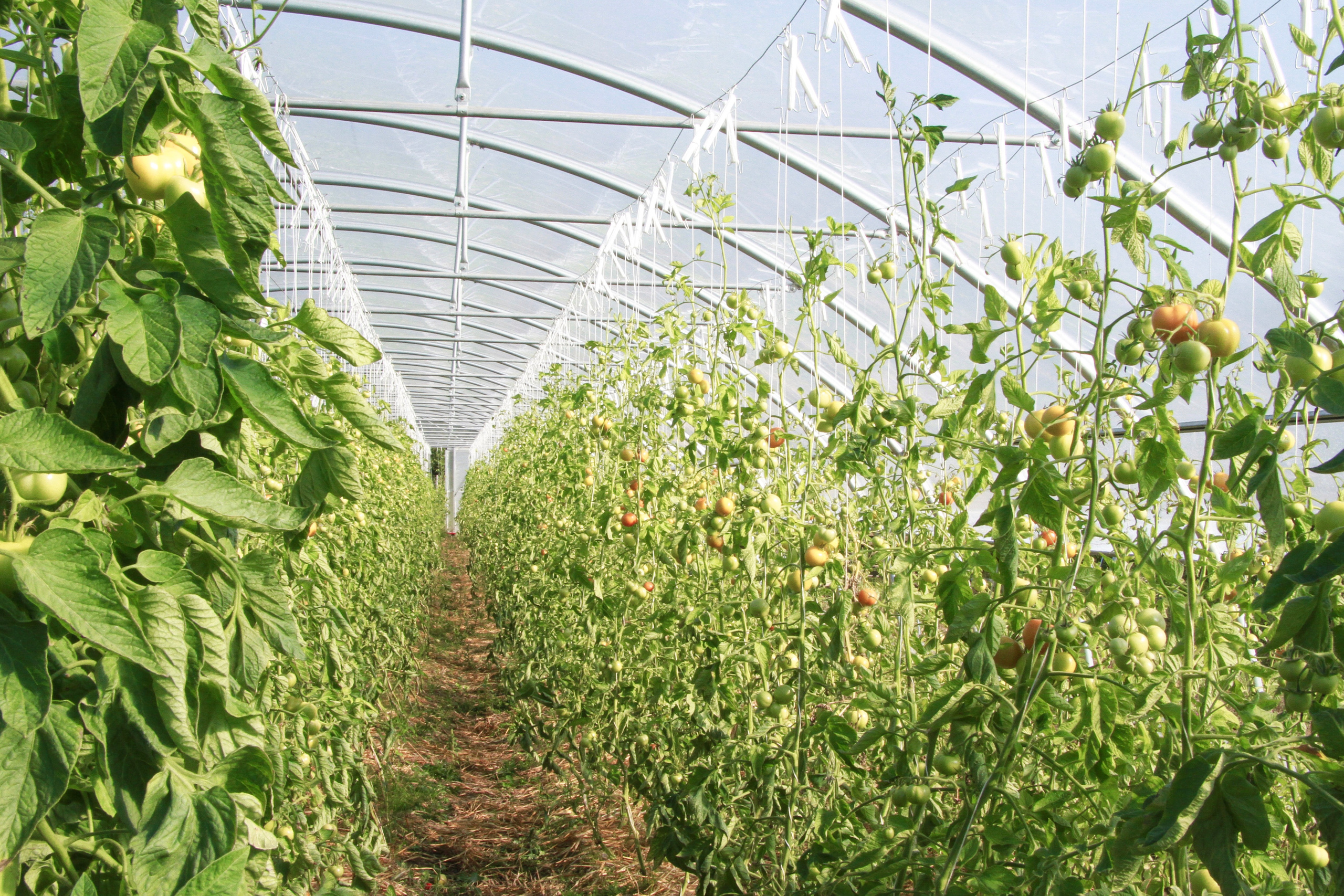 PlantAge biovegan farm for Exberliner magazine. Maria Bogachek Photography