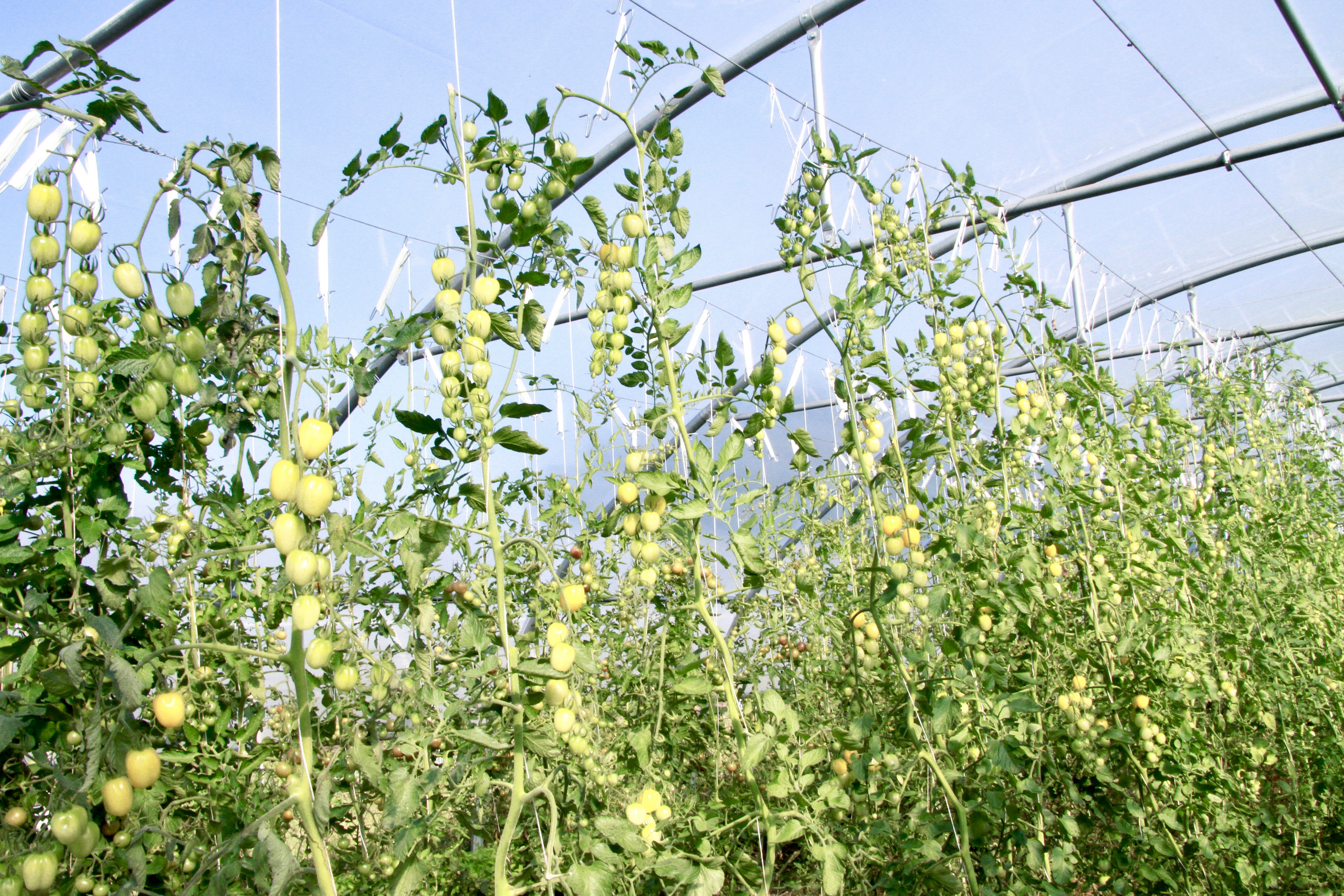 PlantAge biovegan farm for Exberliner magazine. Maria Bogachek Photography