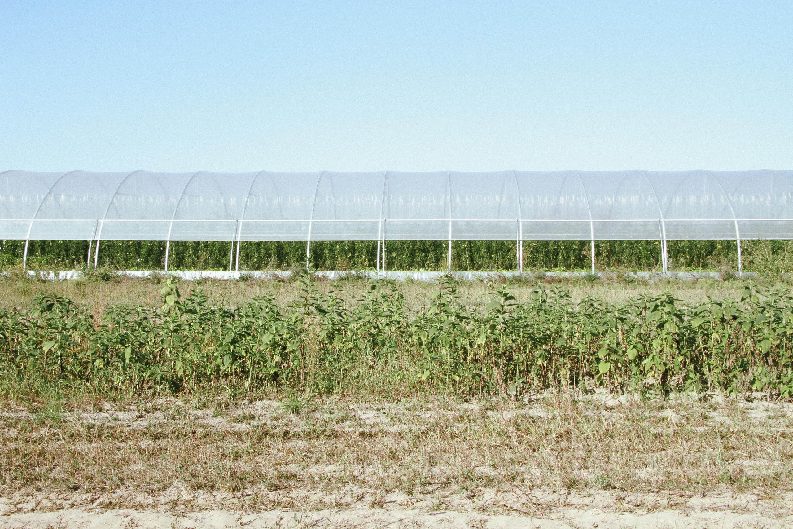 PlantAge biovegan farm for Exberliner magazine. Maria Bogachek Photography