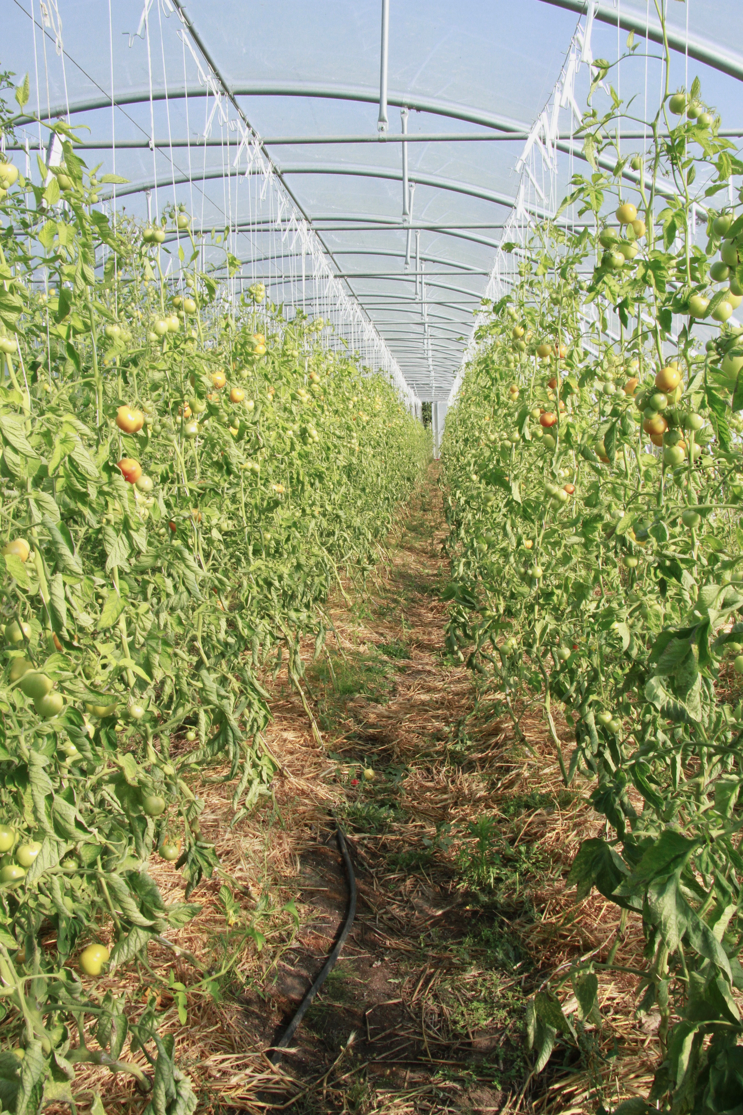 PlantAge biovegan farm for Exberliner magazine. Maria Bogachek Photography