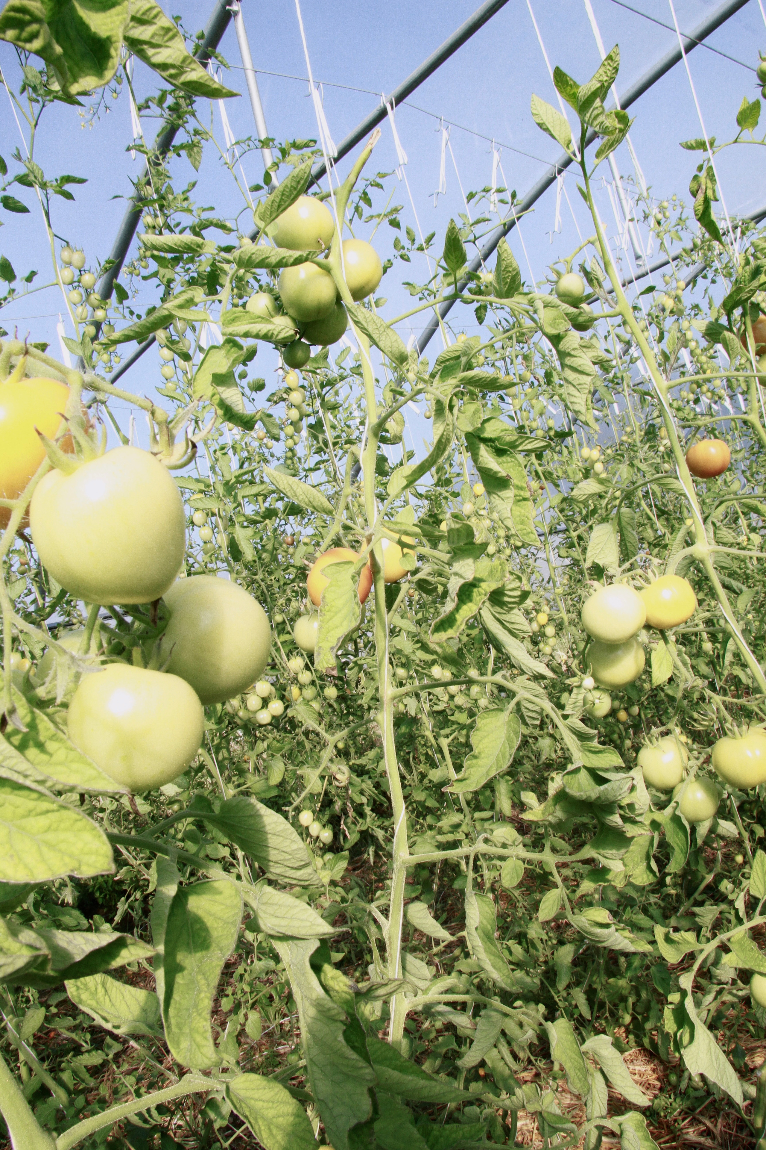 PlantAge biovegan farm for Exberliner magazine. Maria Bogachek Photography