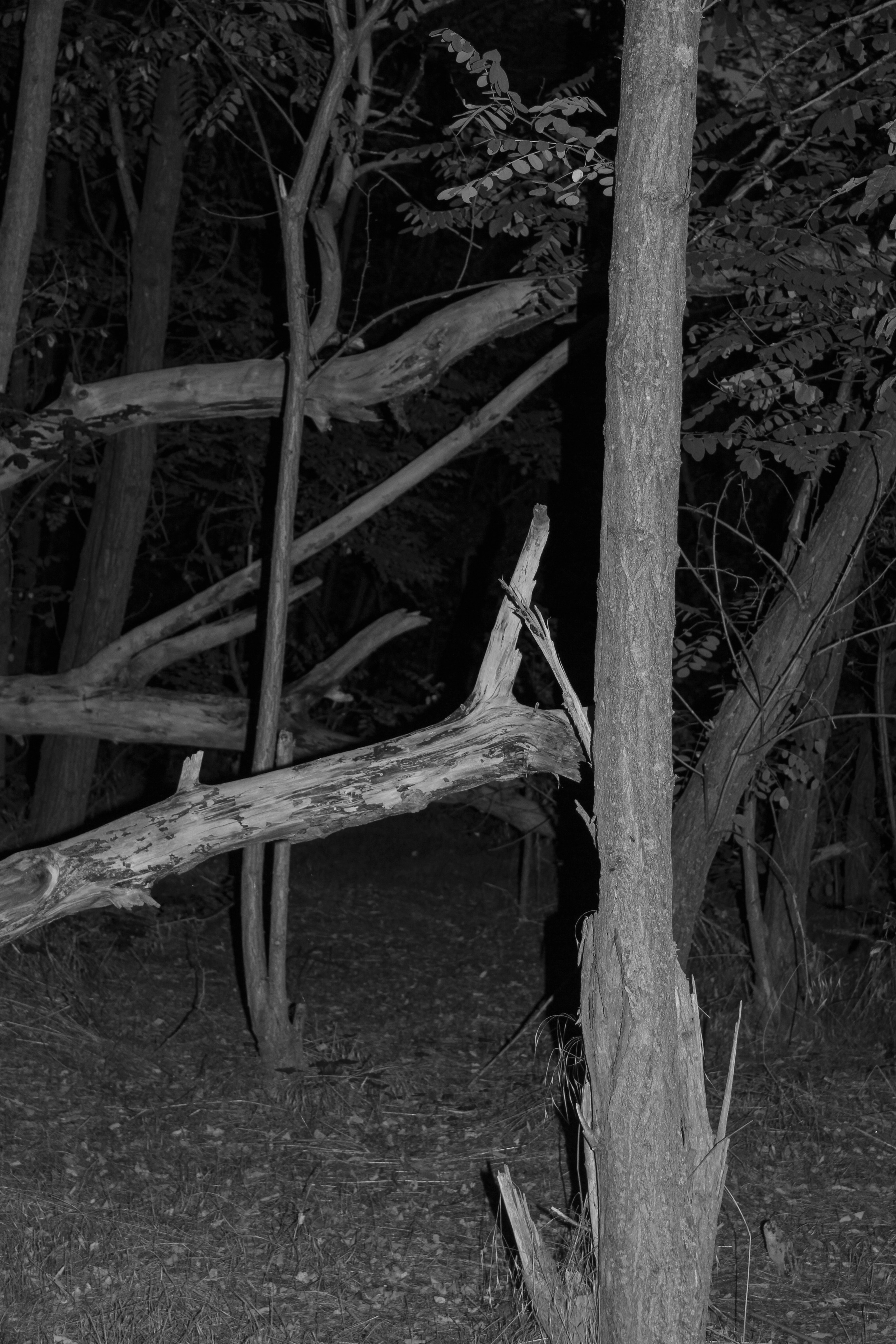 I am another tree. Maria Bogachek Photography