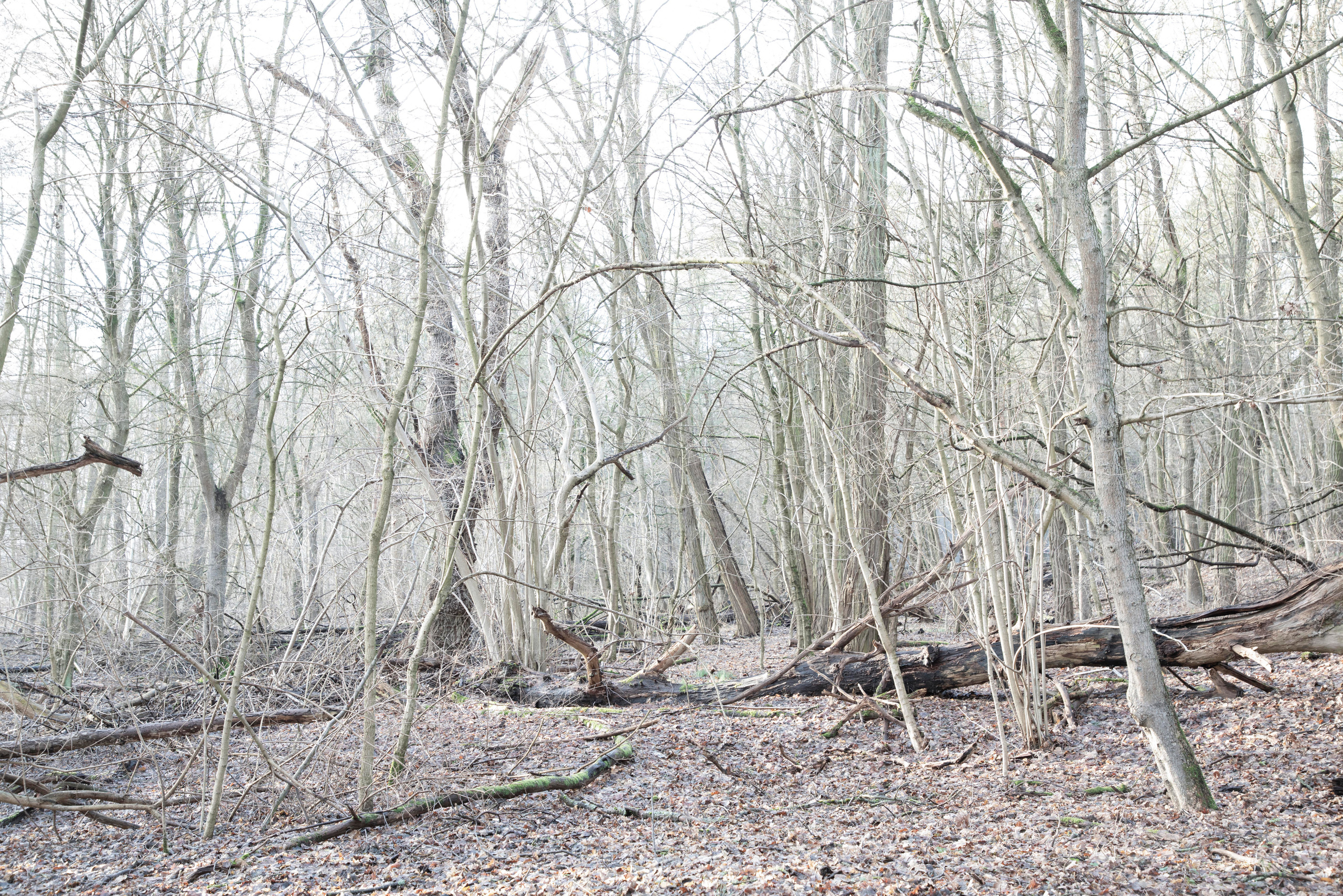 Across the Lake. Maria Bogachek Photography