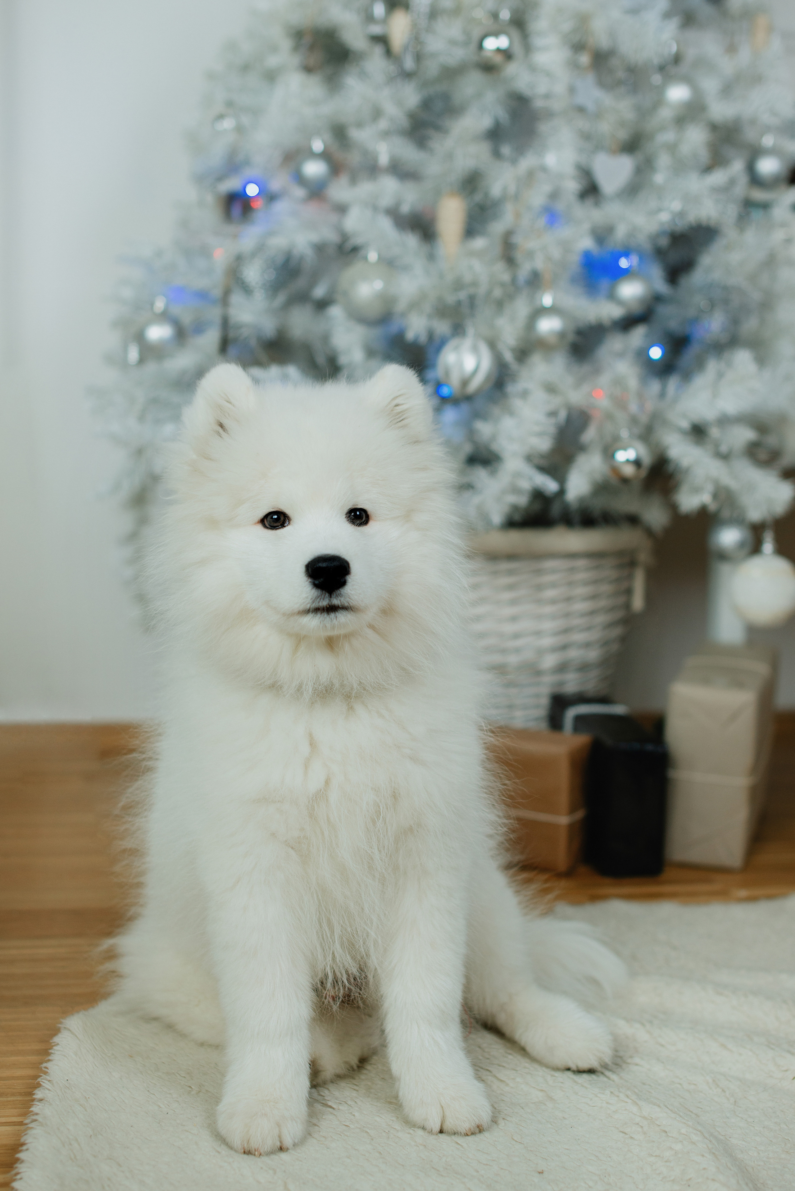 Christmas photography. Professional photographer in Prague Anastasia Haritonova