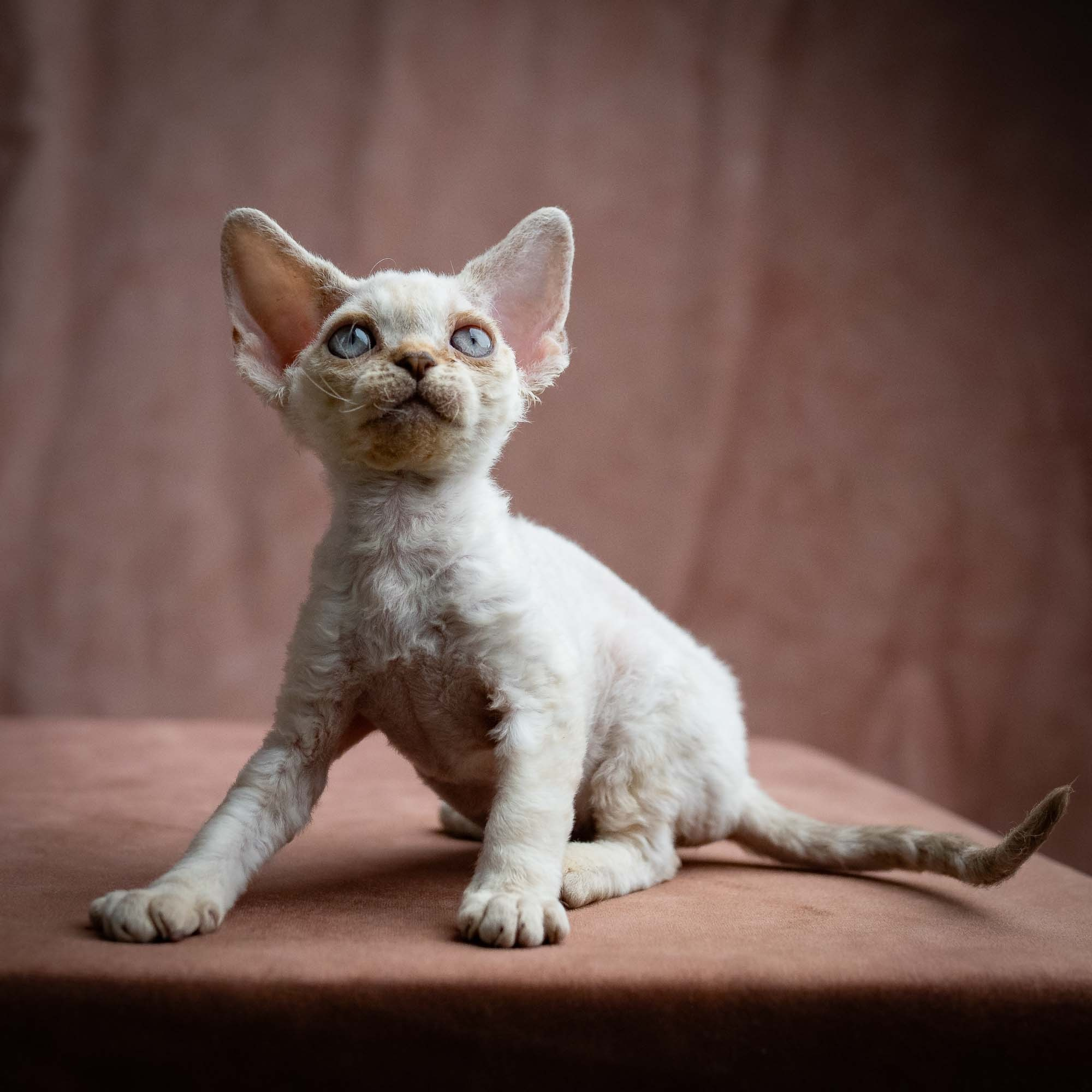 Selena, girl, born 05.08.26. Devon Rex Pixie Cattery