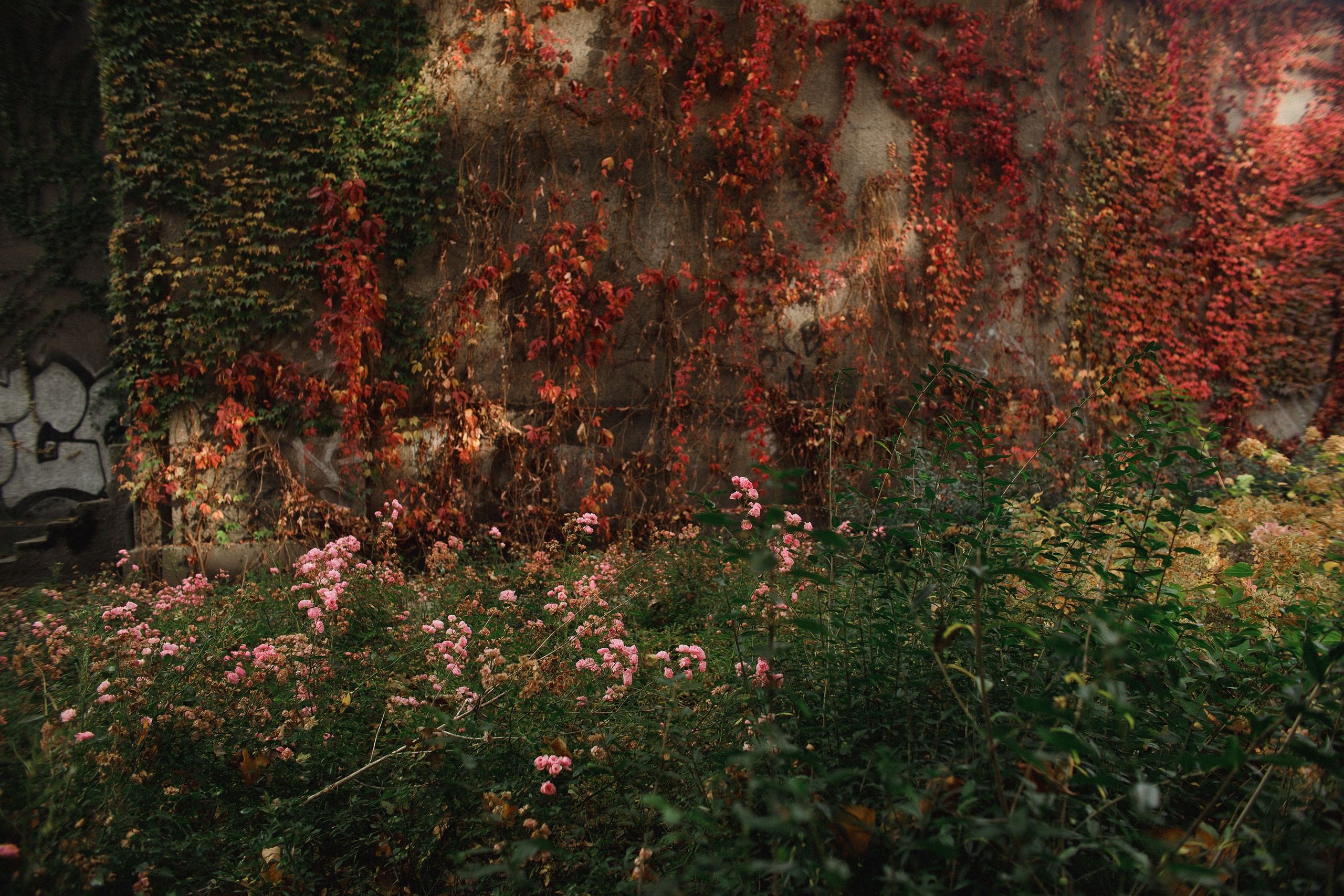 Nastya. Kaja | fotograf psów we Wrocławiu