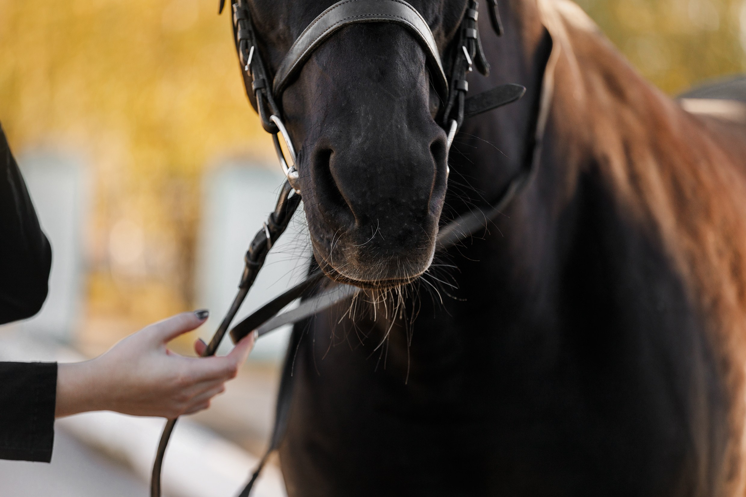 Pegas & Maximus | portrait shooting. Kaja | fotograf we Wrocławiu | ludzie i psy