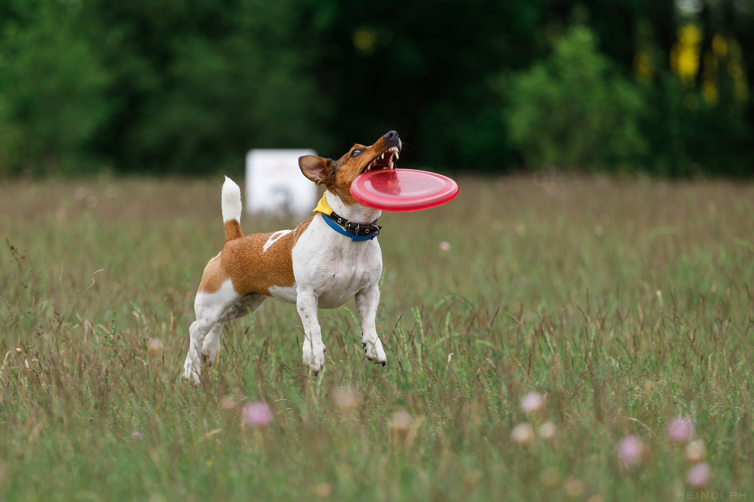 Dog frisbee championship | summer. Kaja | fotograf we Wrocławiu | ludzie i psy