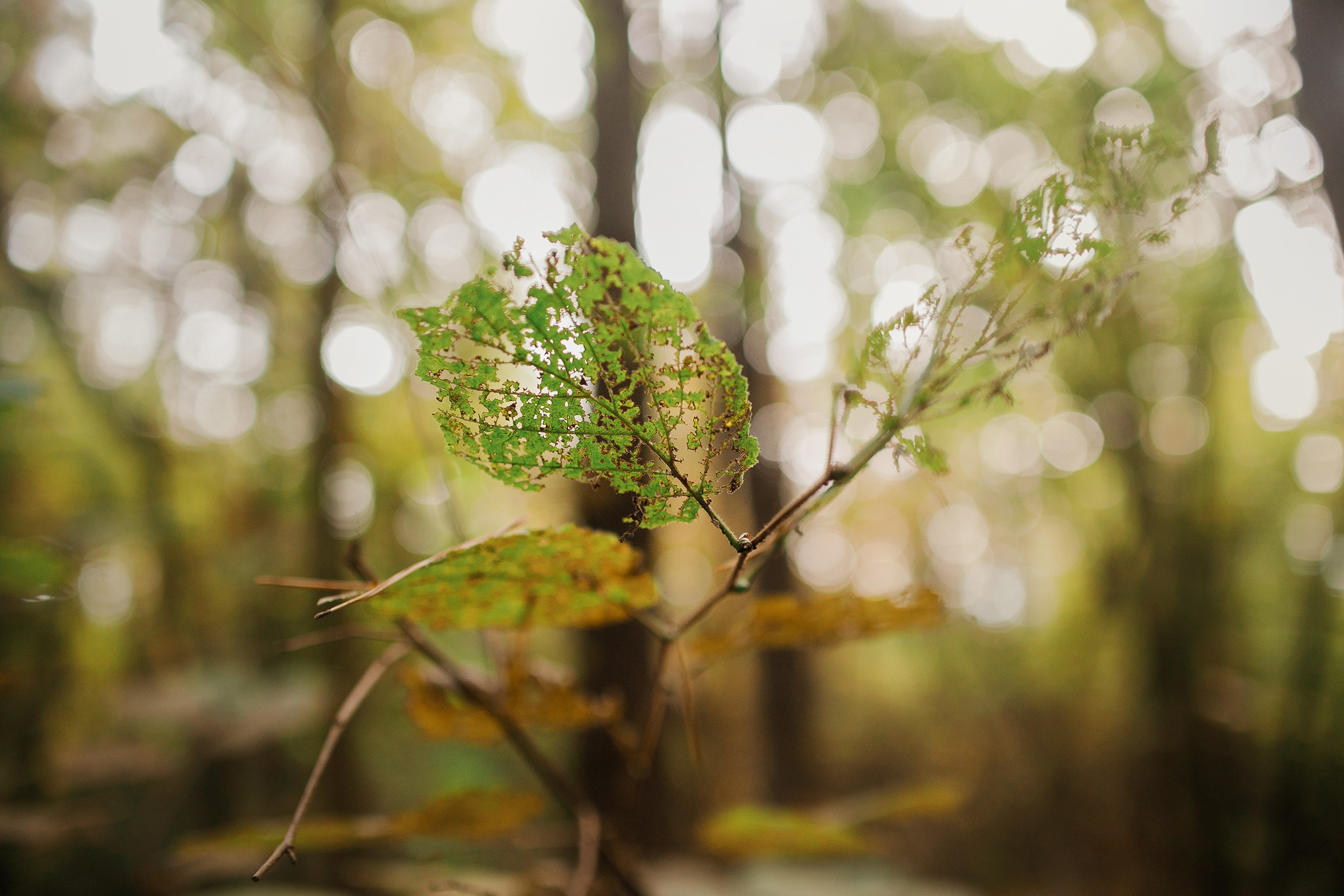 «Kasmach» dogs ammunition. Kaja | fotograf we Wrocławiu | ludzie i psy