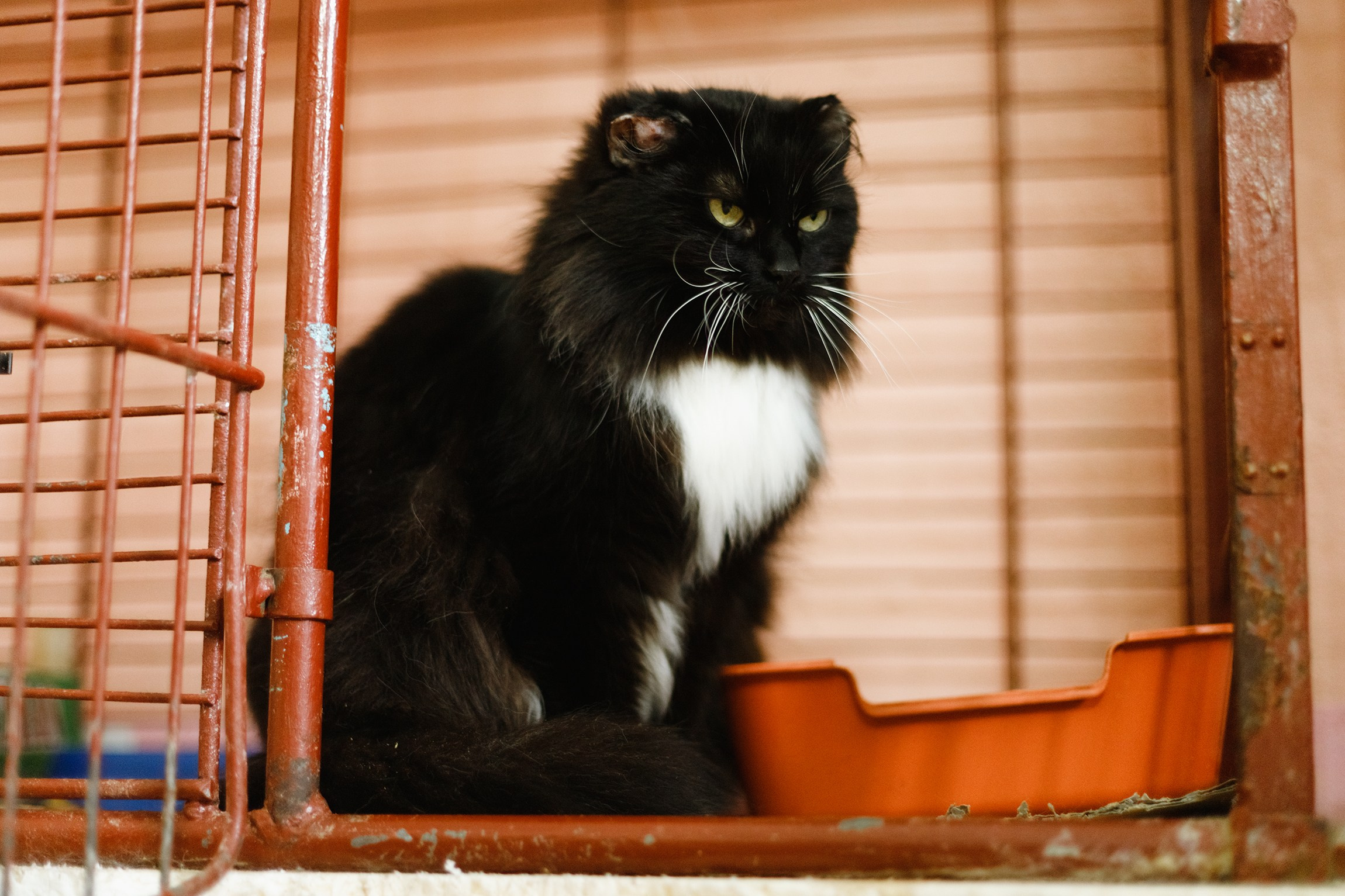 Shelter's cats for adoption. Kaja | fotograf we Wrocławiu | ludzie i psy
