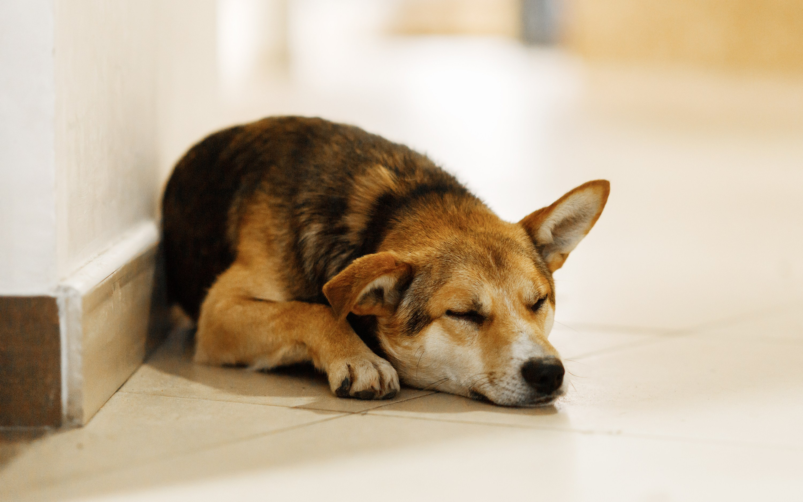 Dog shows | the best ones. Kaja | fotograf psów we Wrocławiu