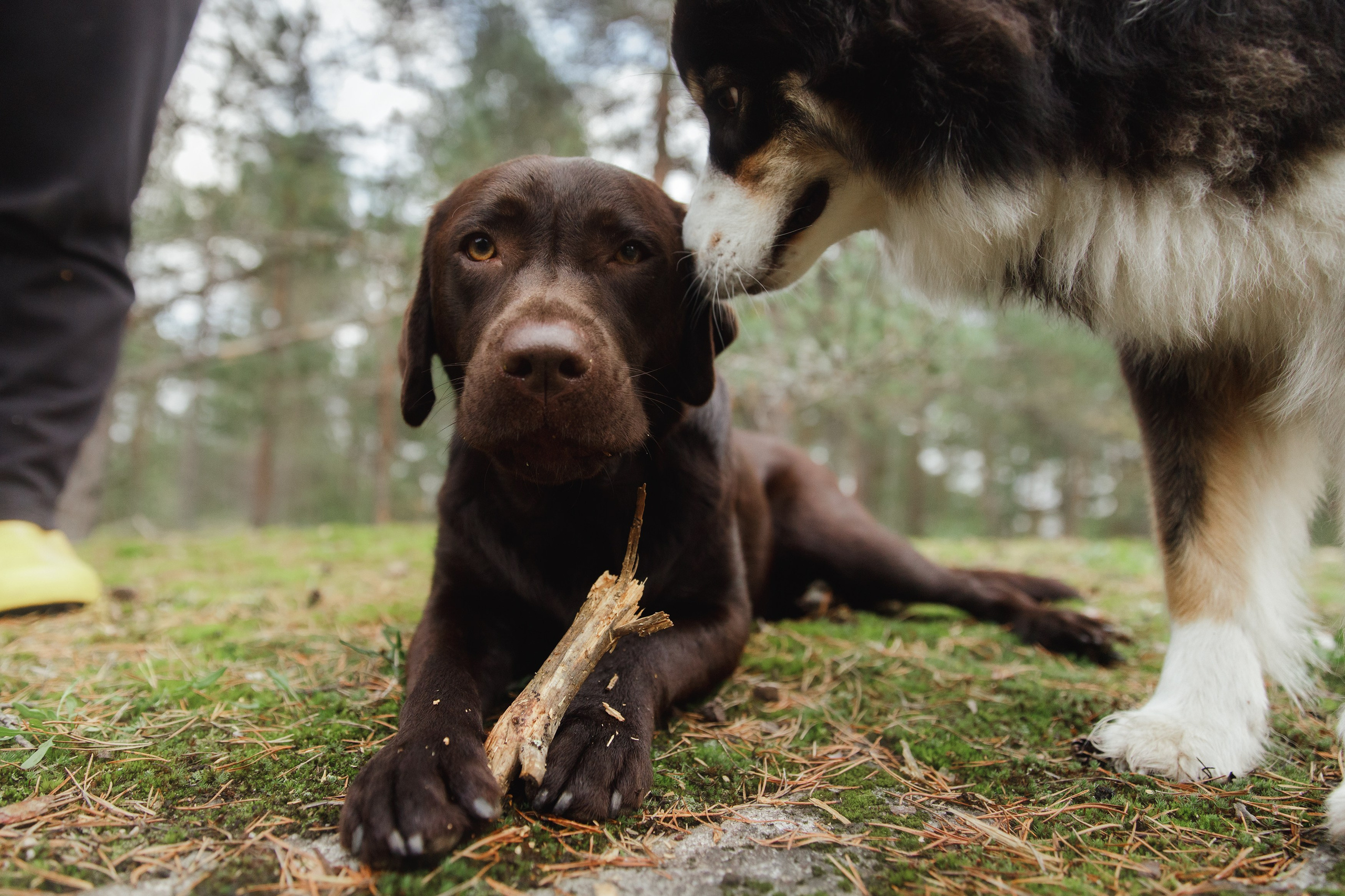 Finnish mossy hills. Kaja | fotograf psów we Wrocławiu