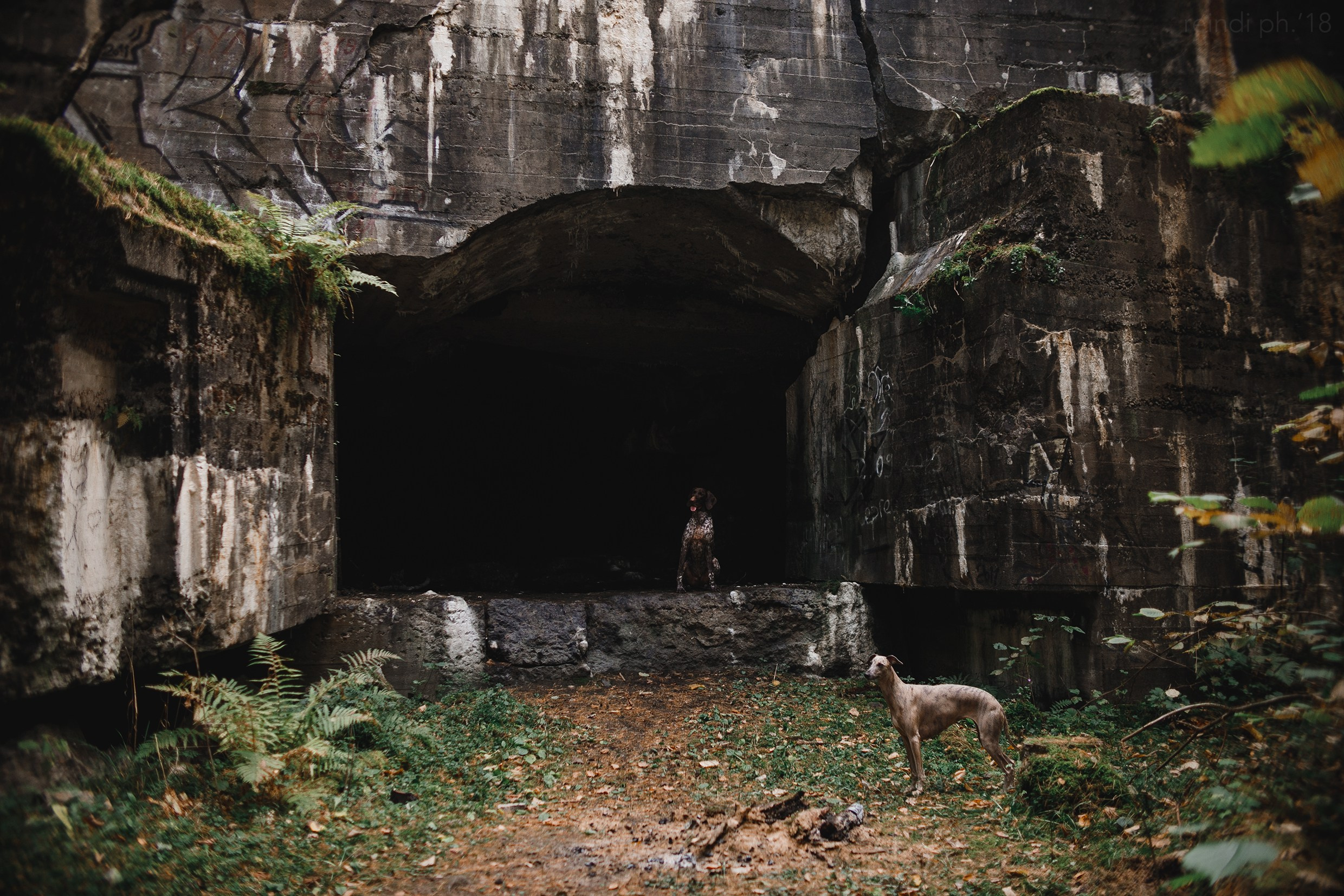 «Kasmach» dogs ammunition. Kaja | fotograf we Wrocławiu | ludzie i psy