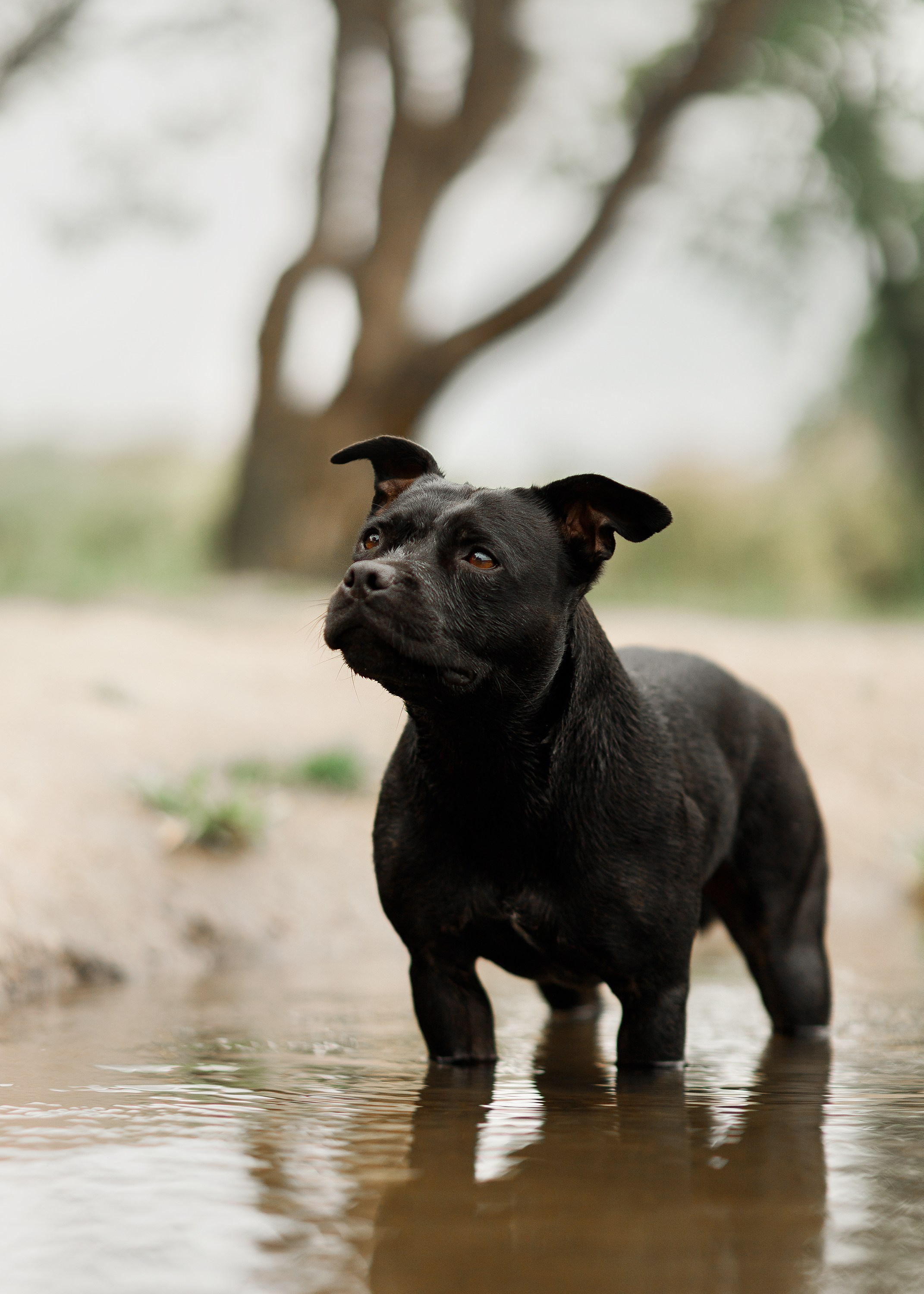Staffy Yosia. Kaja | fotograf we Wrocławiu | ludzie i psy