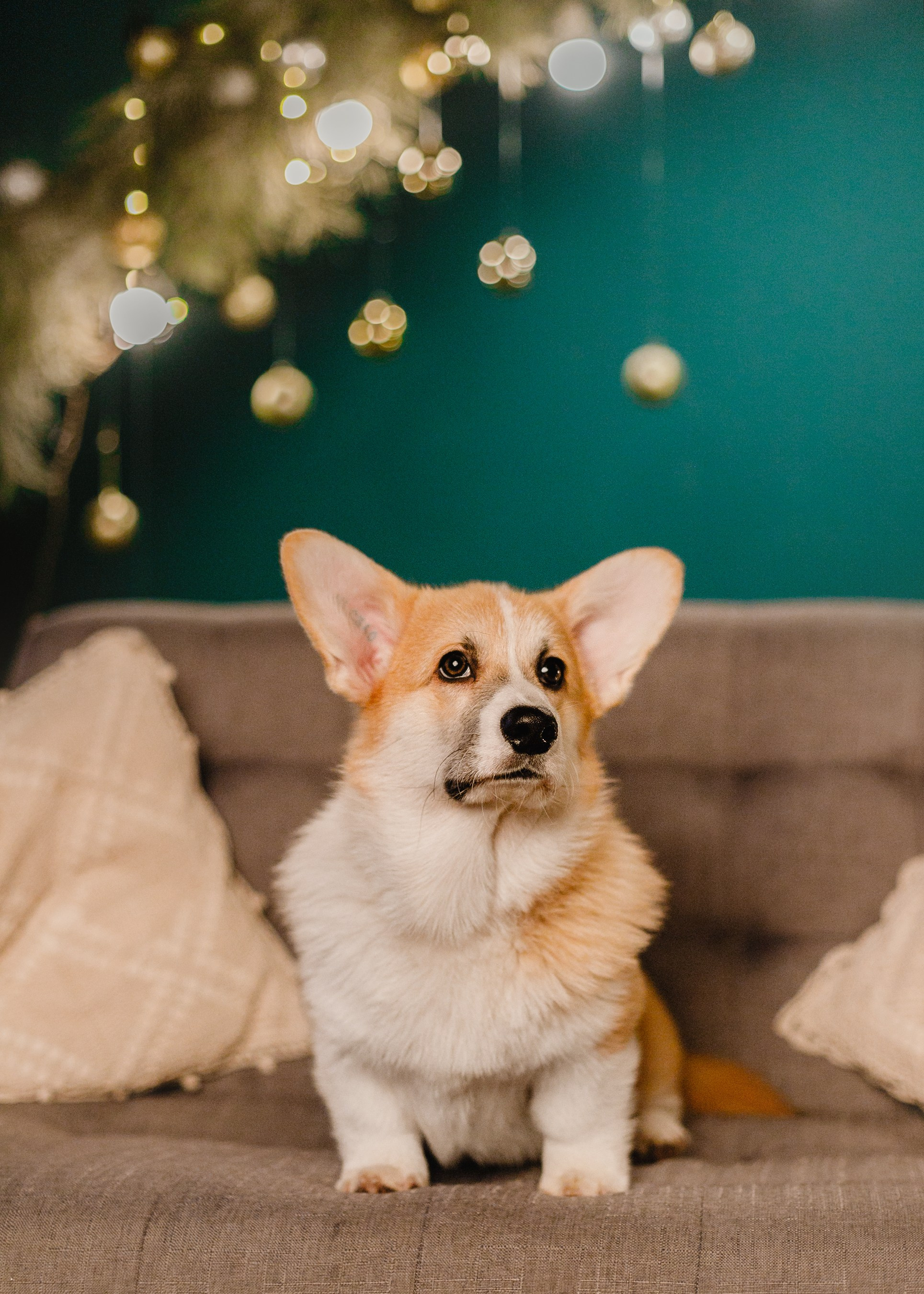 New Year corgis in studio. Kaja | fotograf we Wrocławiu | ludzie i psy