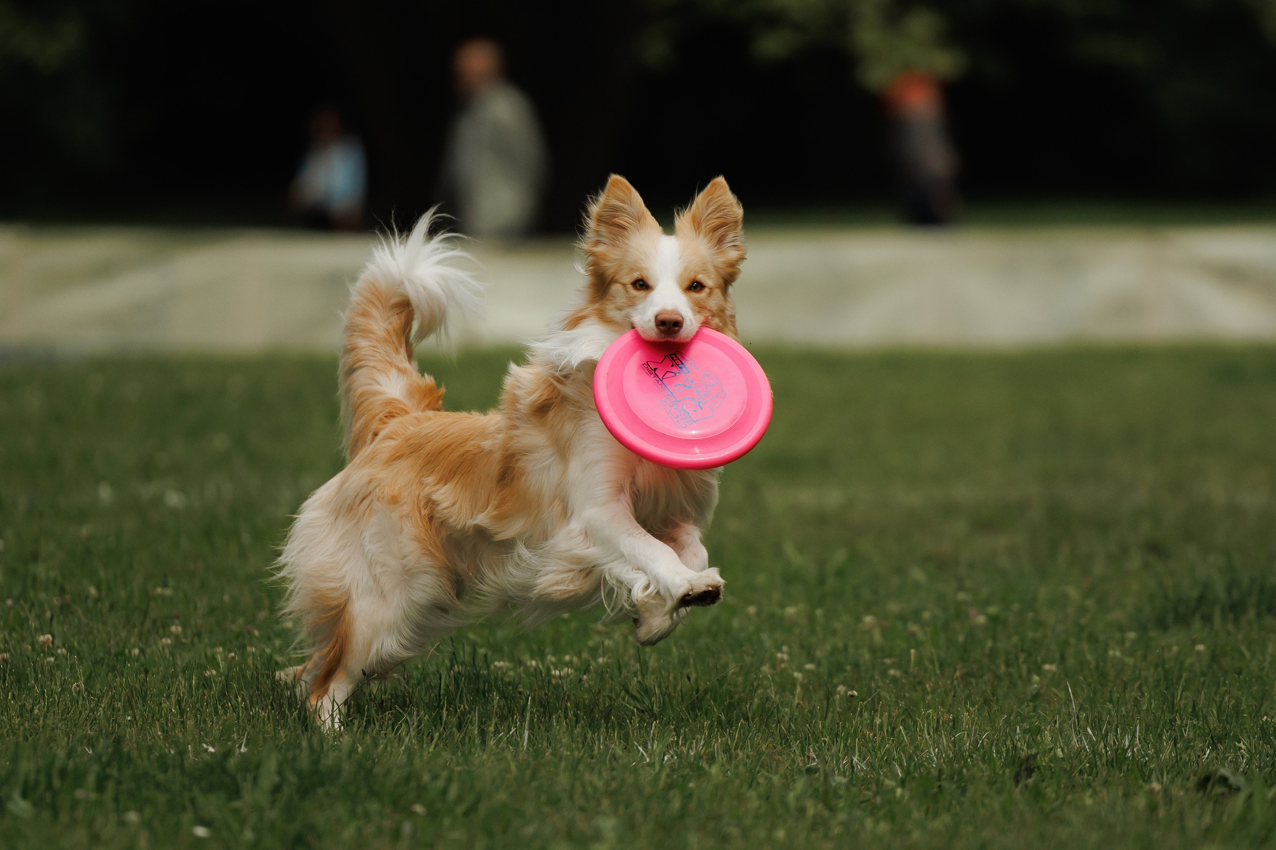 Latające psy, Wrocław'25. Kaja | fotograf psów we Wrocławiu