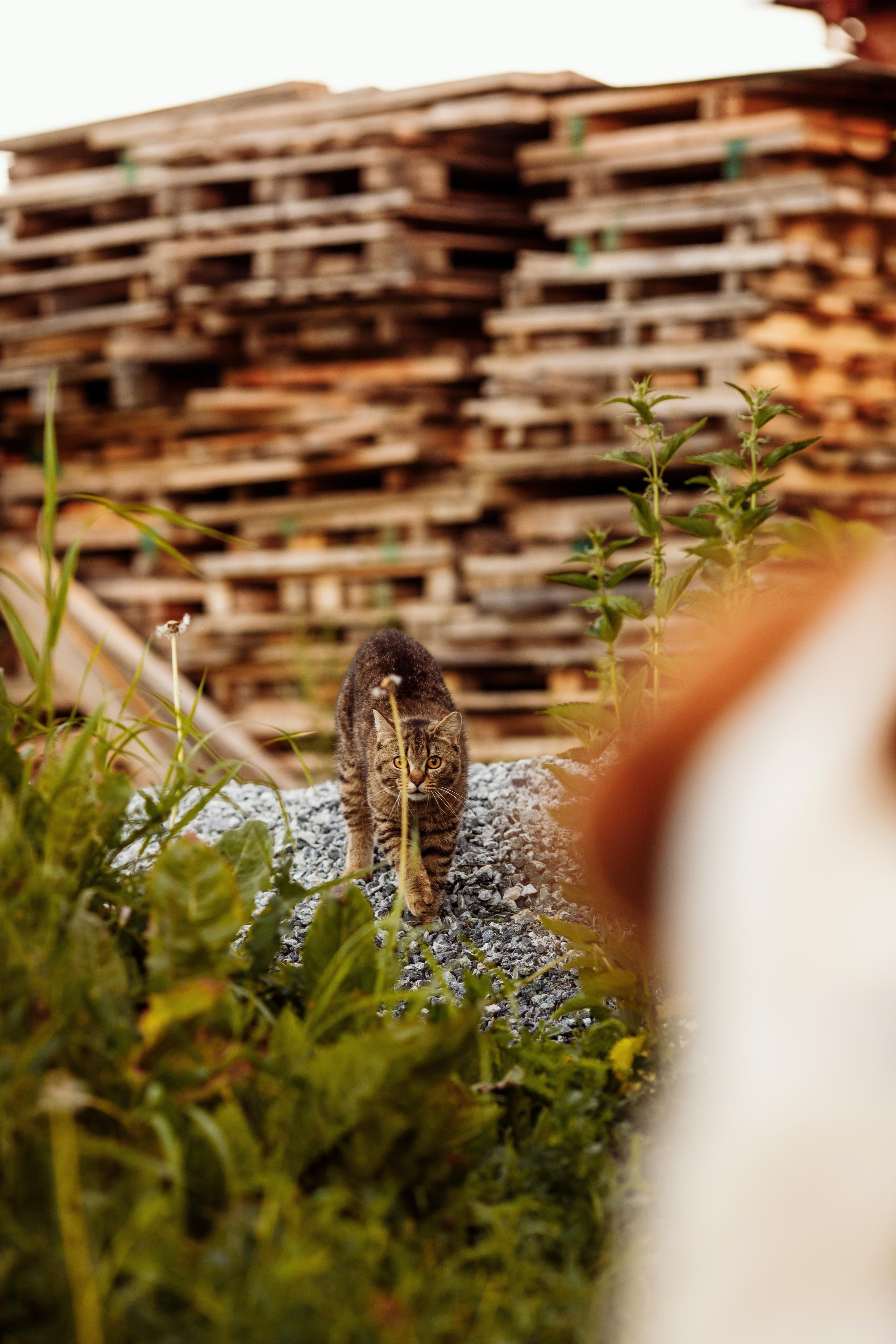 Anton, Nastya & Pasha. Nature. Wedding and family photographer and videographer PA, NJ, NY, DE, MD