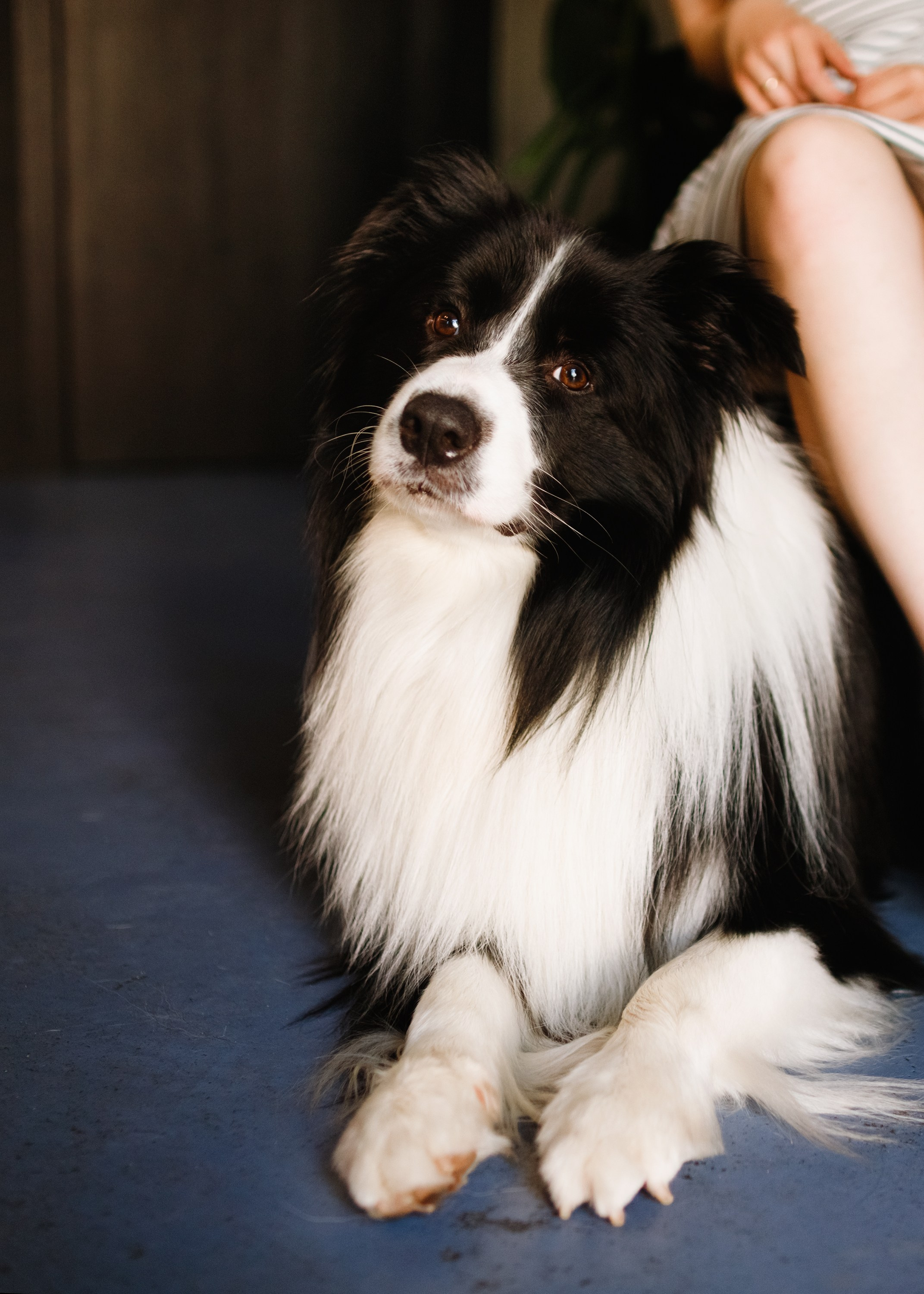 Evgenia & Richard. Kaja | fotograf we Wrocławiu | ludzie i psy