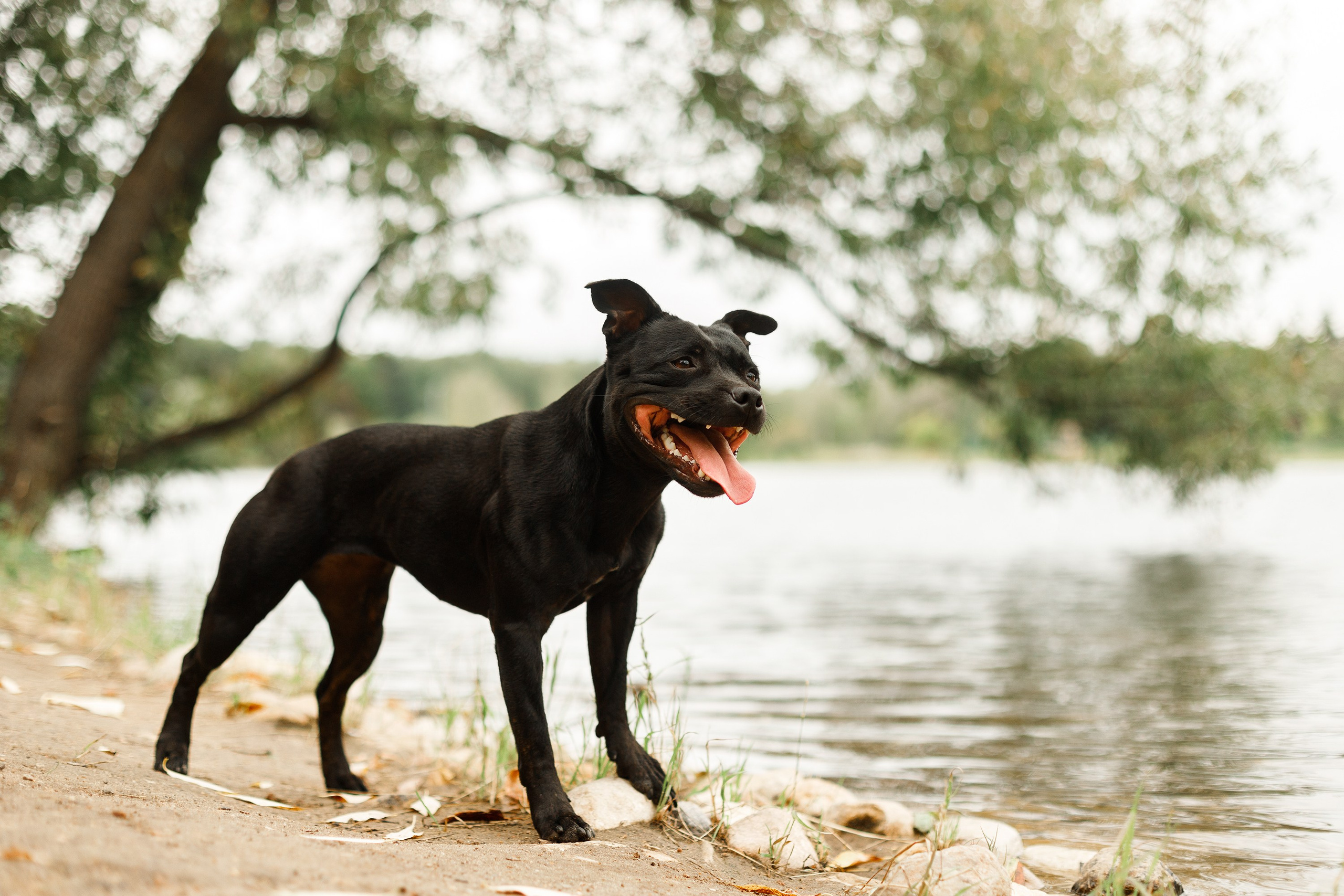 Staffy Yosia. Kaja | fotograf we Wrocławiu | ludzie i psy