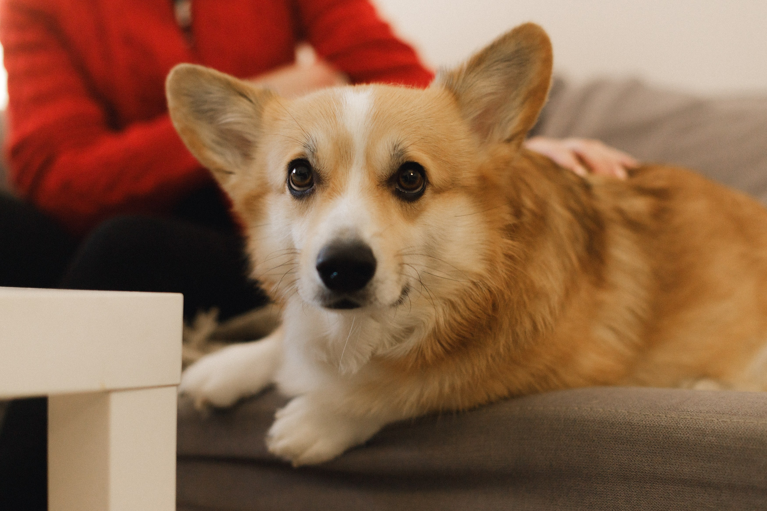 Dasha & Daisy. Kaja | fotograf psów we Wrocławiu