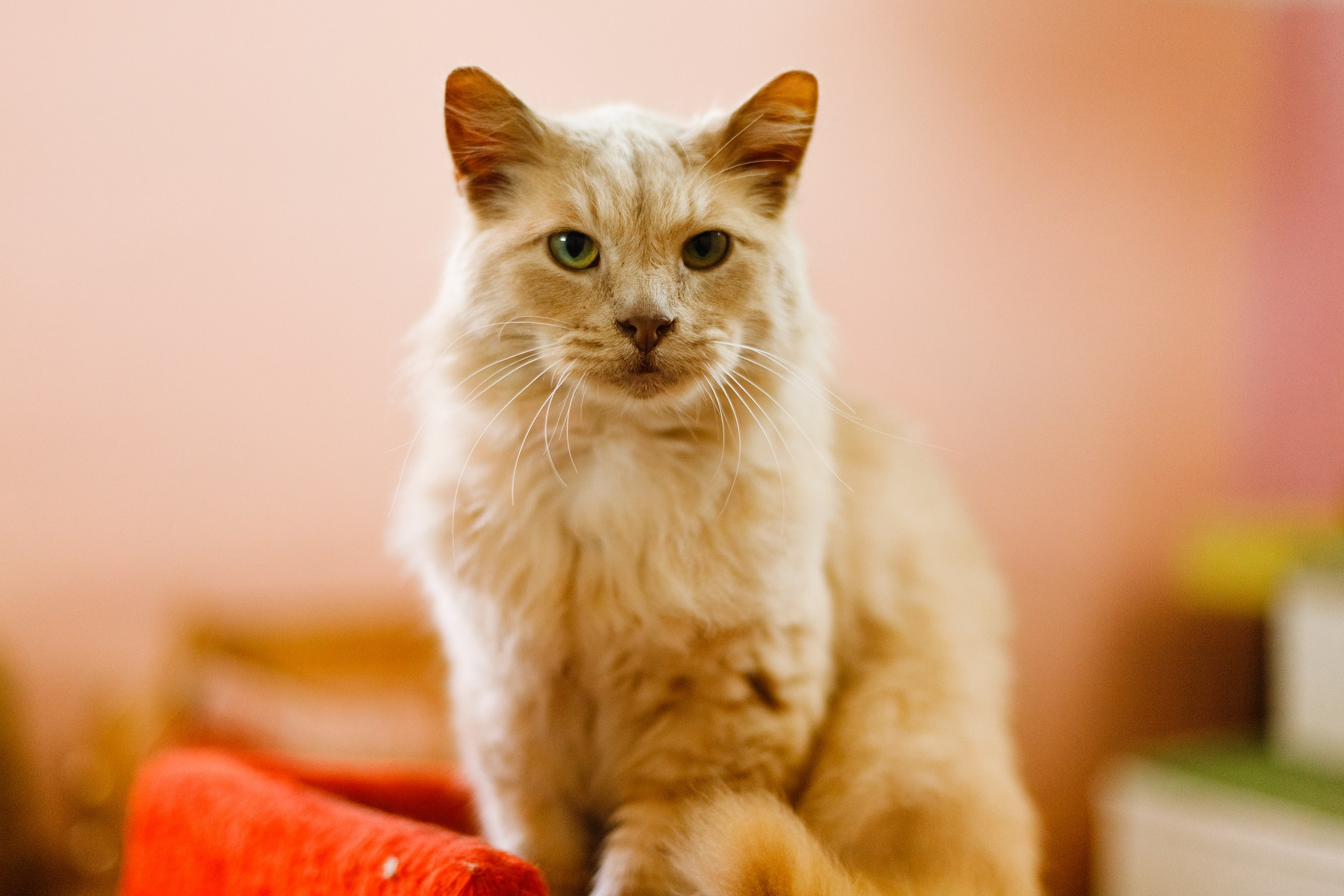 Shelter's cats for adoption. Kaja | fotograf we Wrocławiu | ludzie i psy