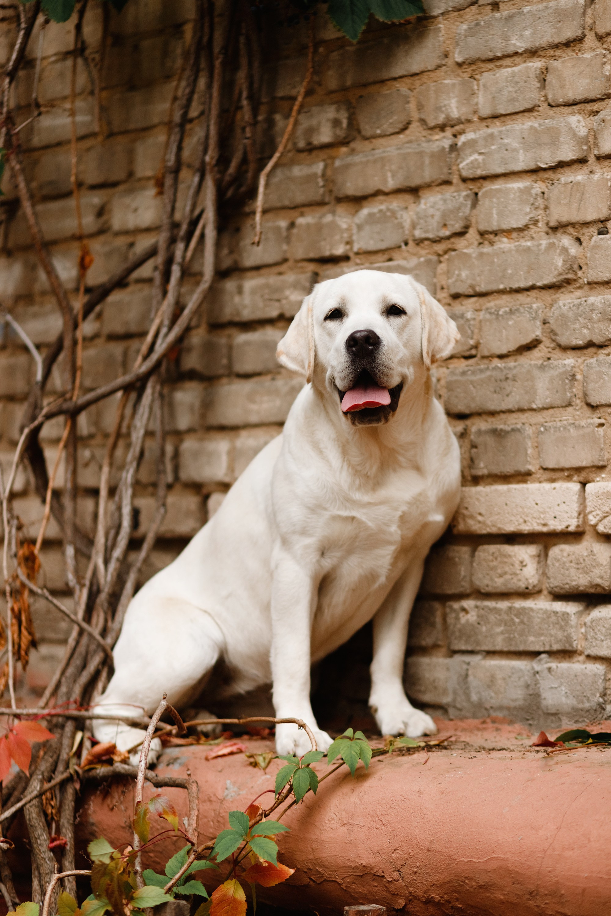 Tatiana & Tessa. Kaja | fotograf we Wrocławiu | ludzie i psy
