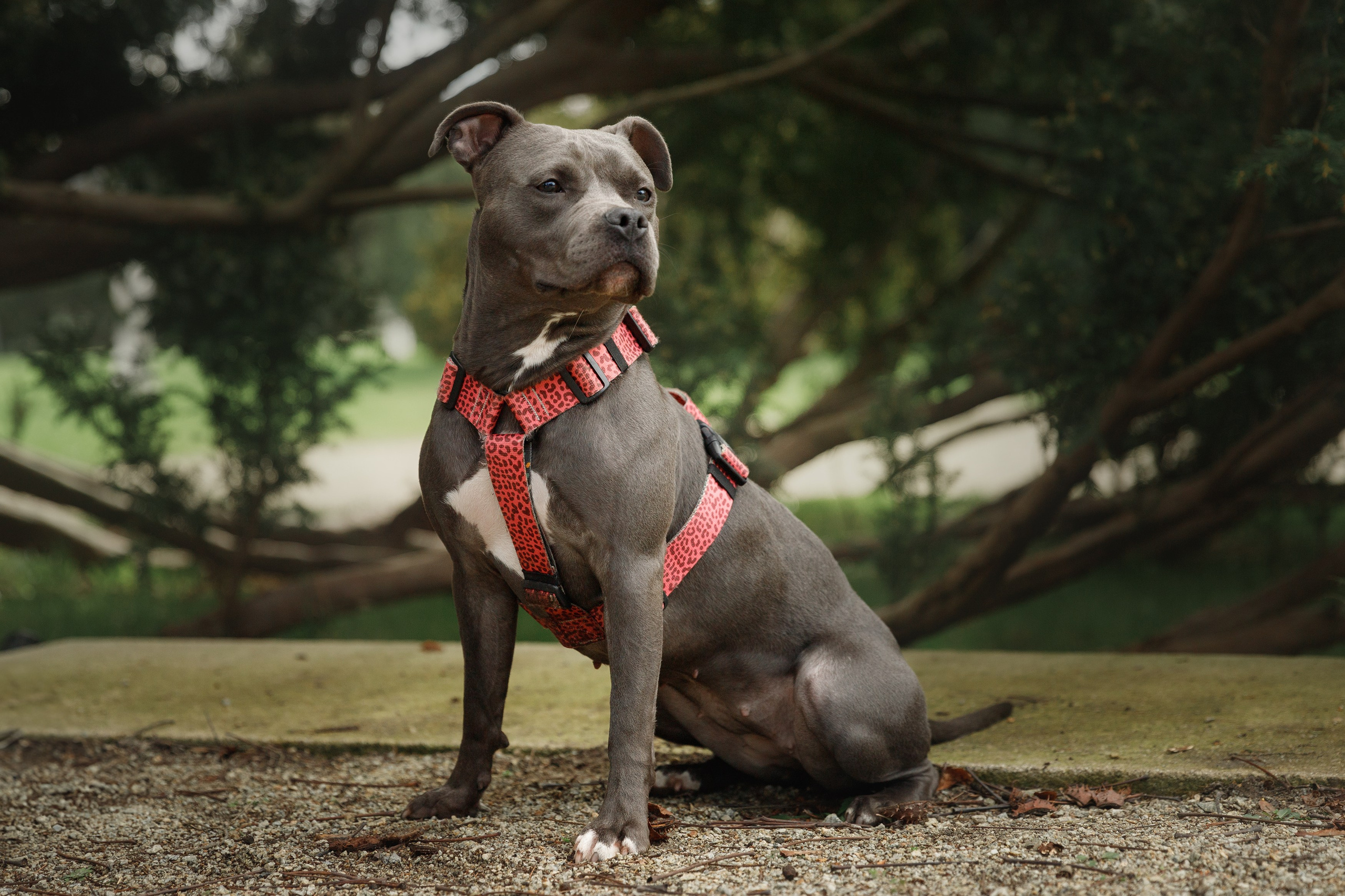 Bombka. Kaja | fotograf we Wrocławiu | ludzie i psy