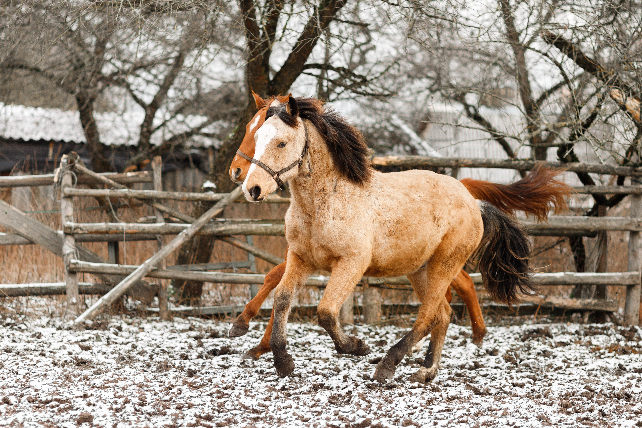 Winter stable. Kaja | fotograf psów we Wrocławiu