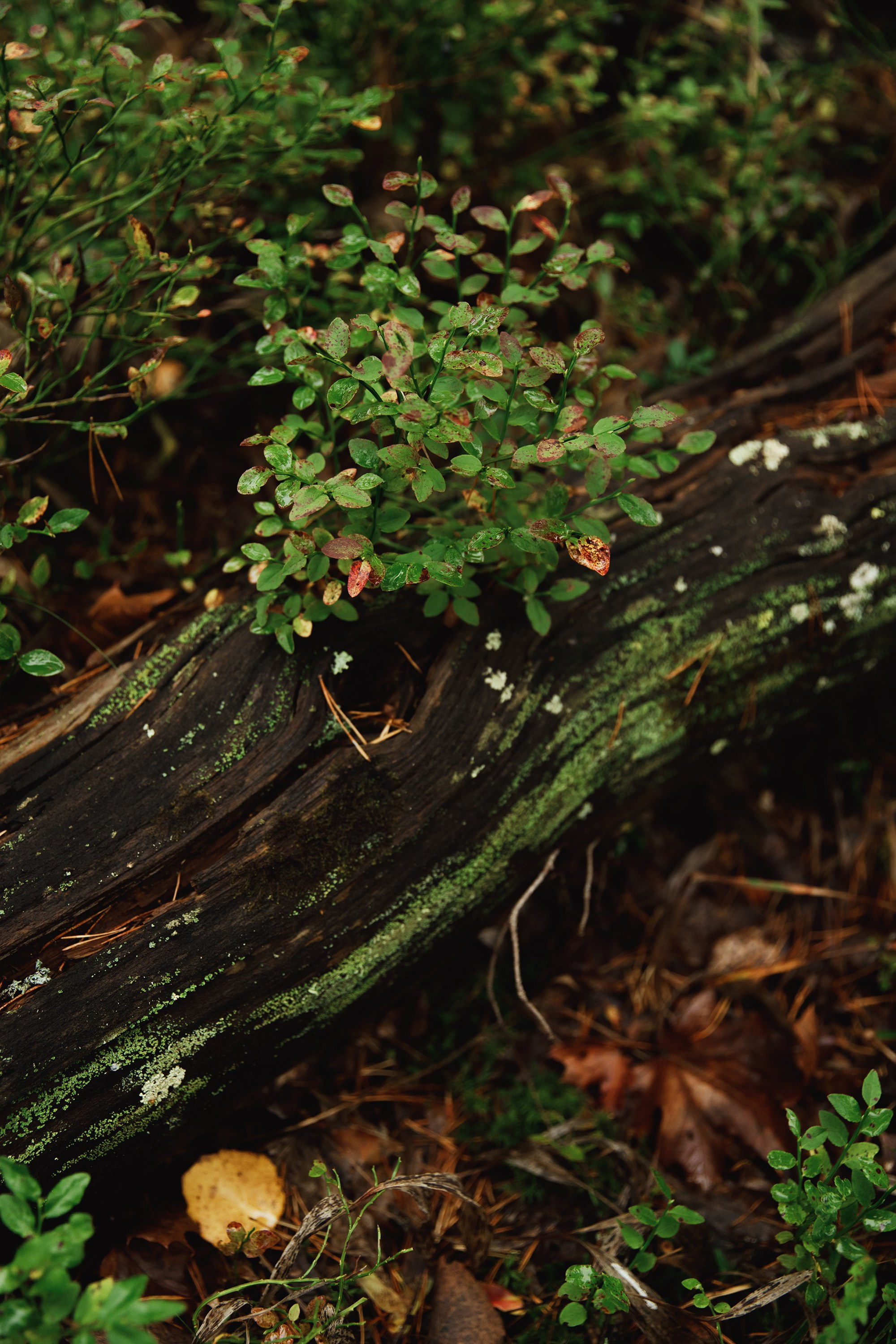 Turku. Kaja | fotograf psów we Wrocławiu