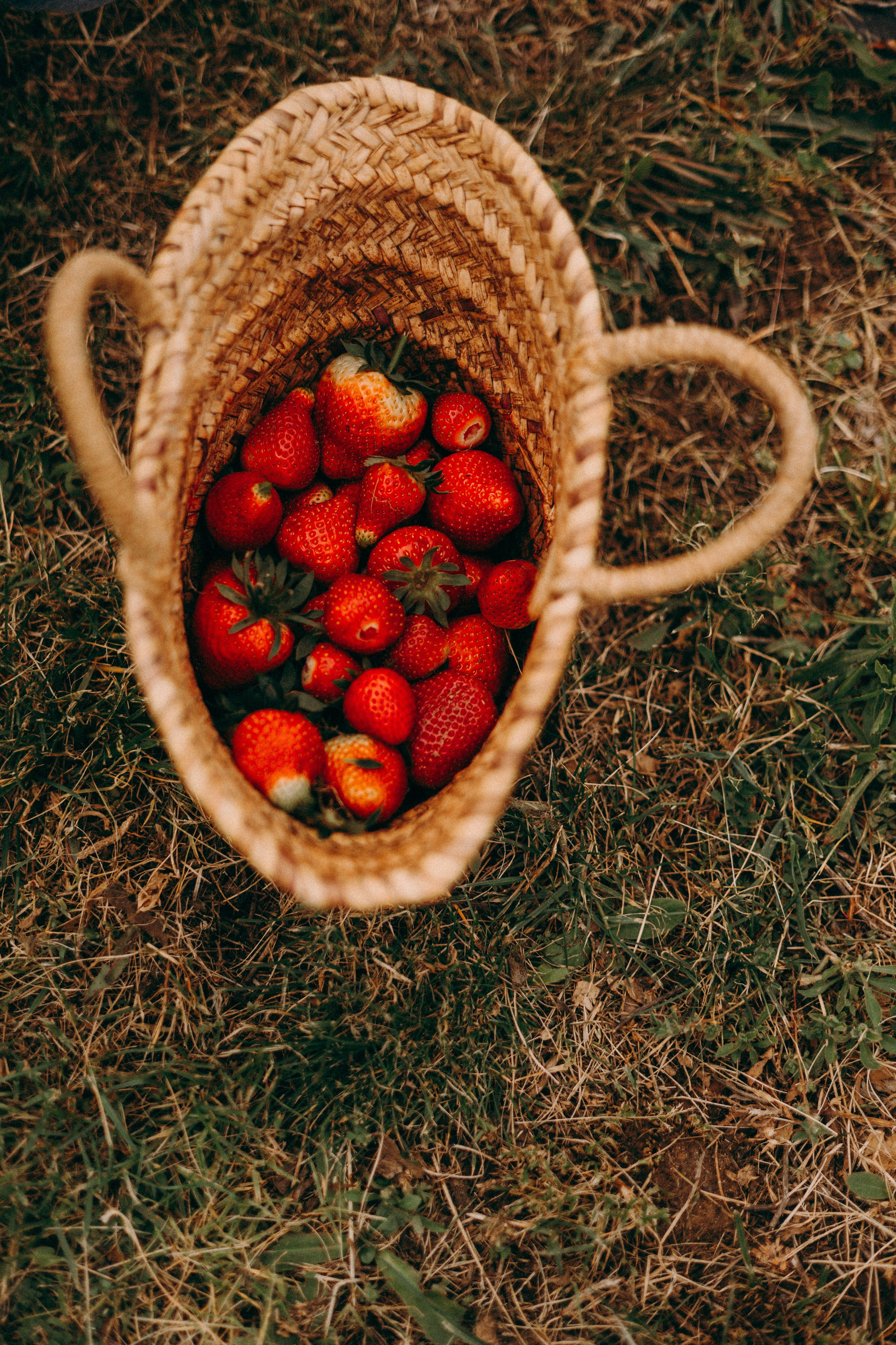 Cueilette fraise. Photographe en Côte d’Azur