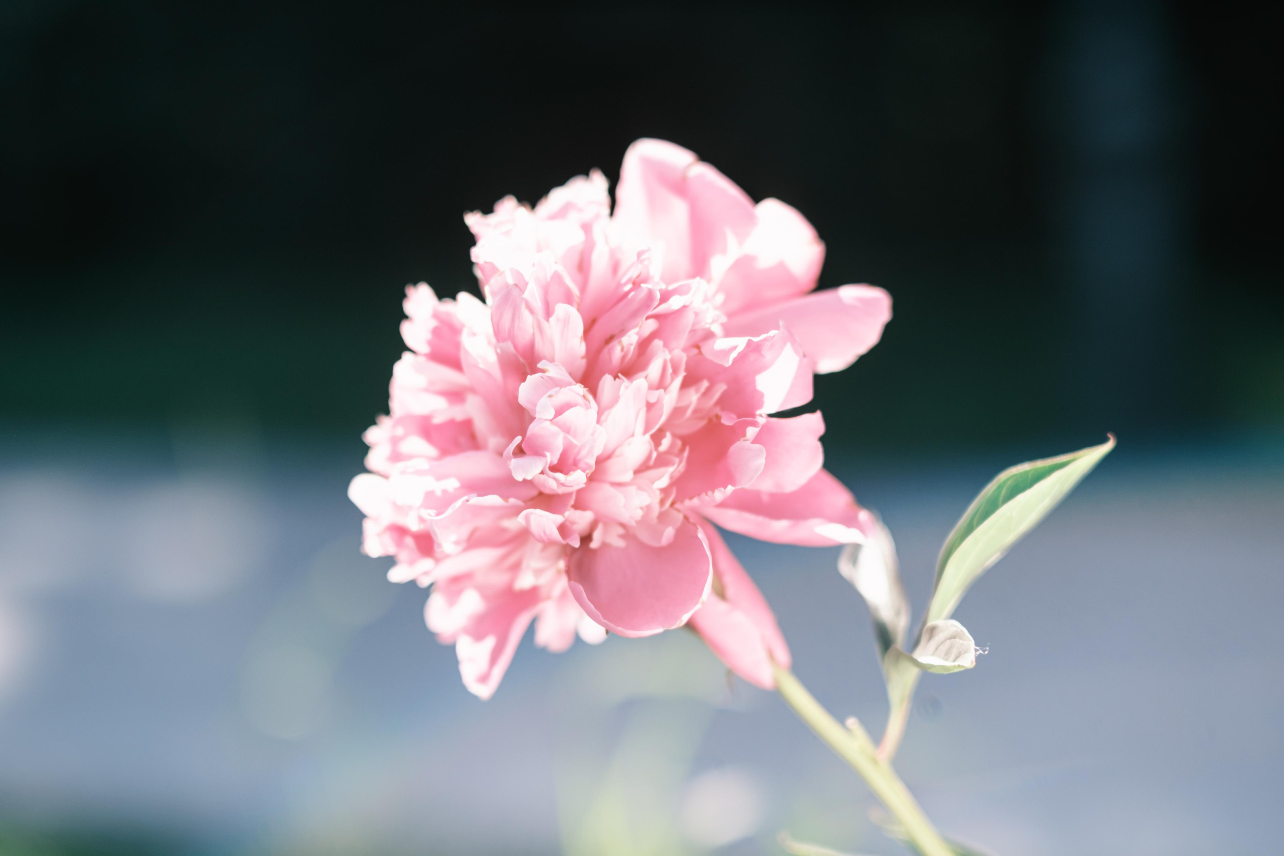 Fotógrafos Daria y Dmitry Arsentyevs