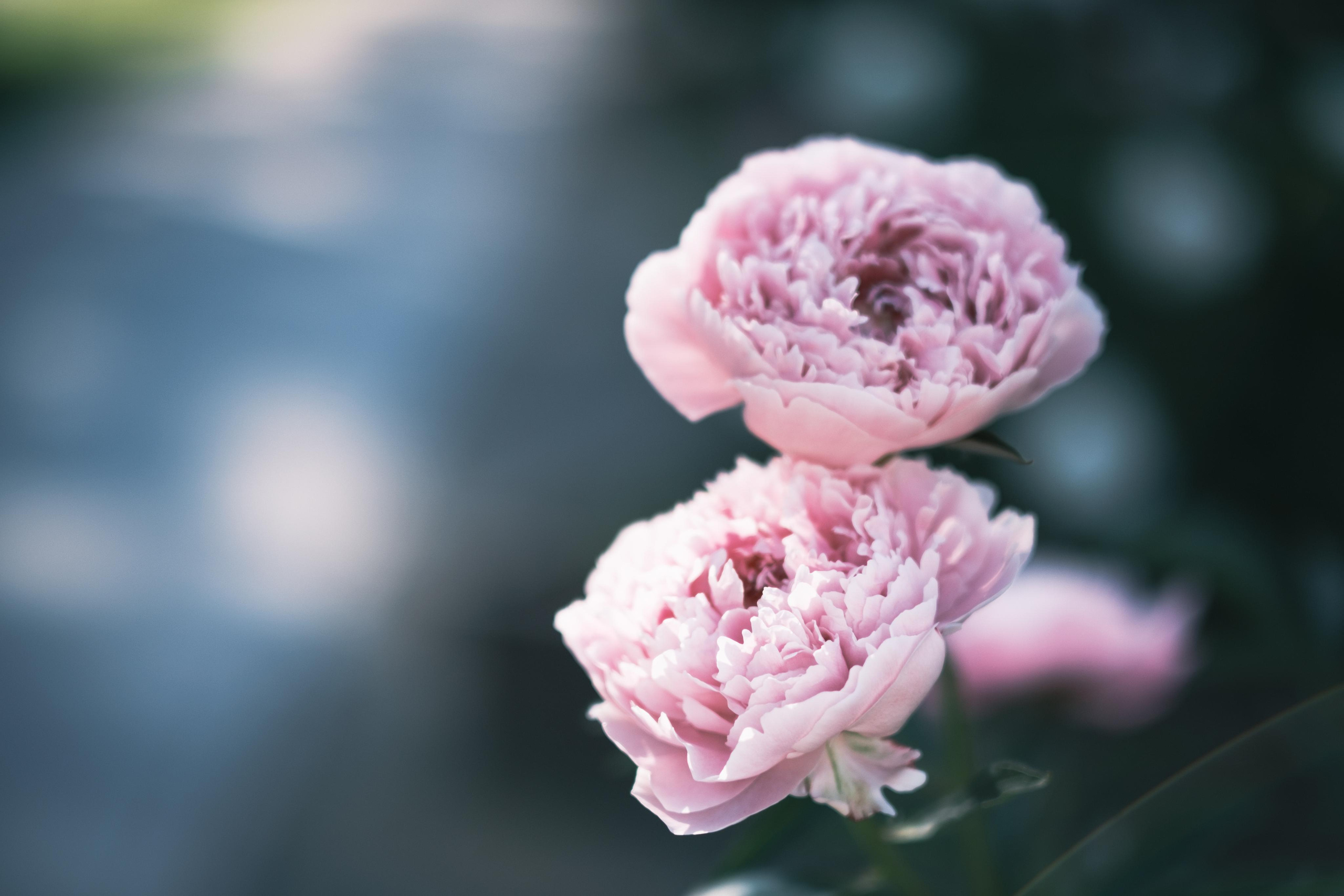 Fotógrafos Daria y Dmitry Arsentyevs