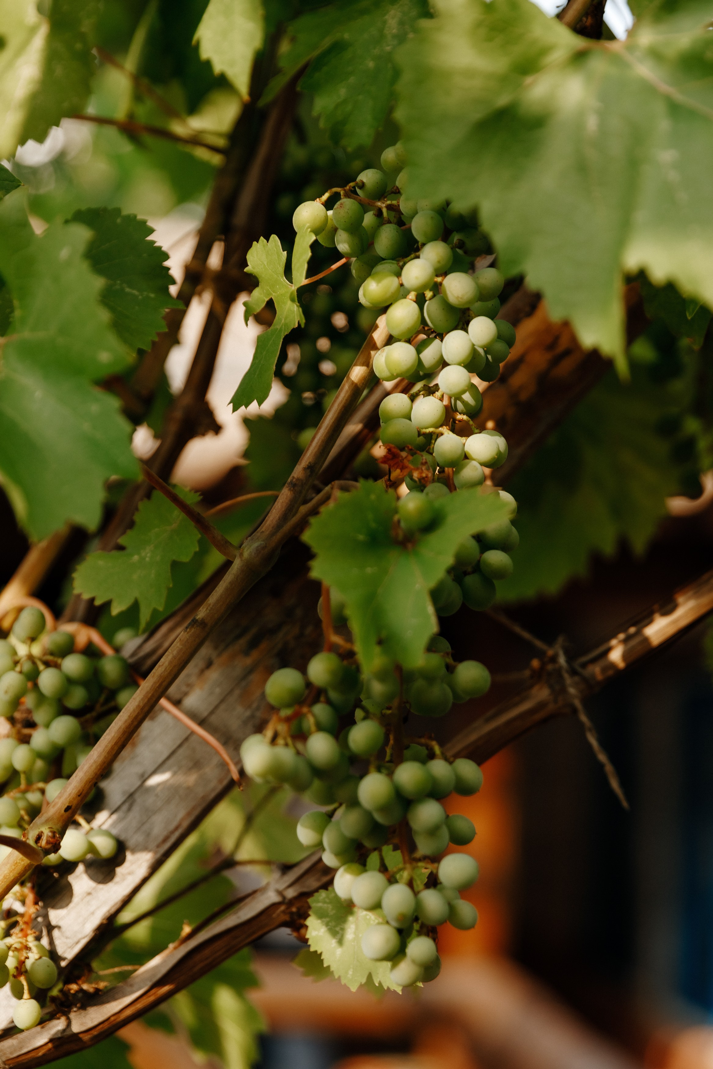 Wedding — Dumitru & Victoria. Fulga Photographer