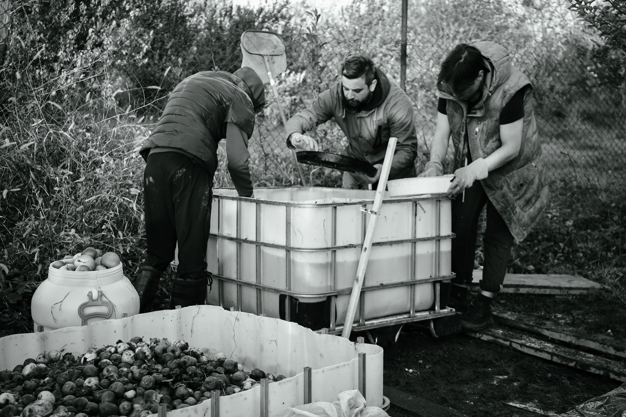 Factory reportage (hand-crafted cider). Asmikiam