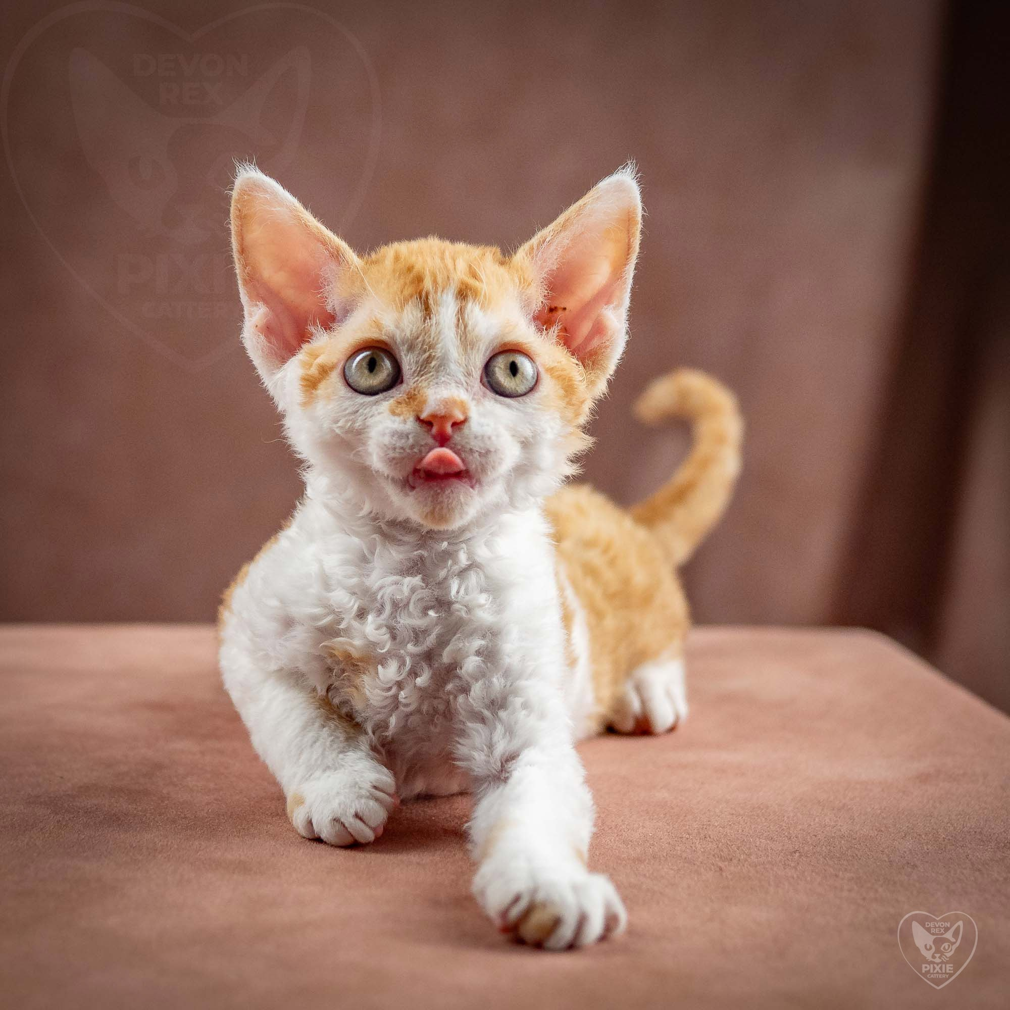 Gary,  boy, born on 01.18.25. Devon Rex Pixie Cattery