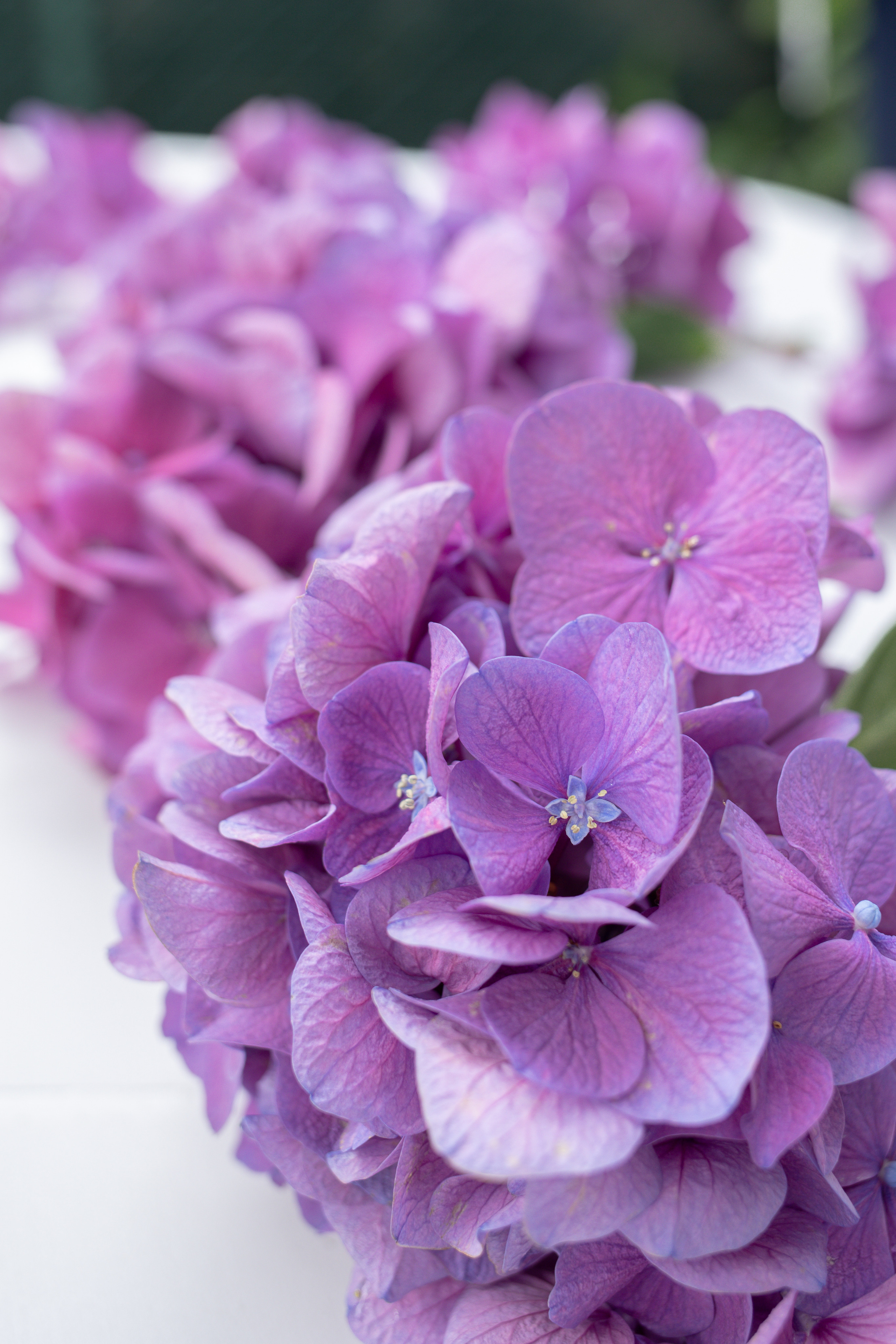 Stefania and Daniele. Photographer in Milan |Mila Pro Photo