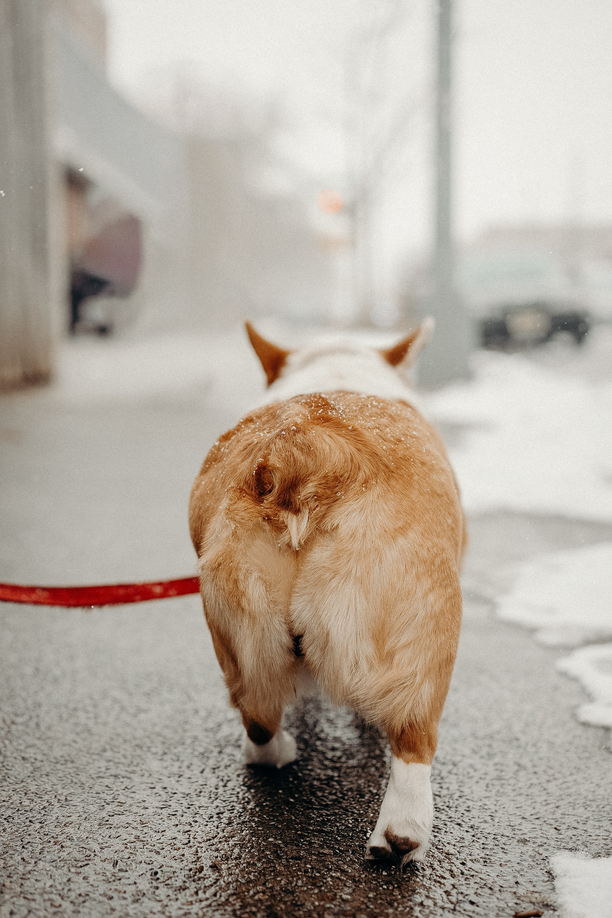 Photos of a little corgi and her owner. Portrait and wedding photographer in New York