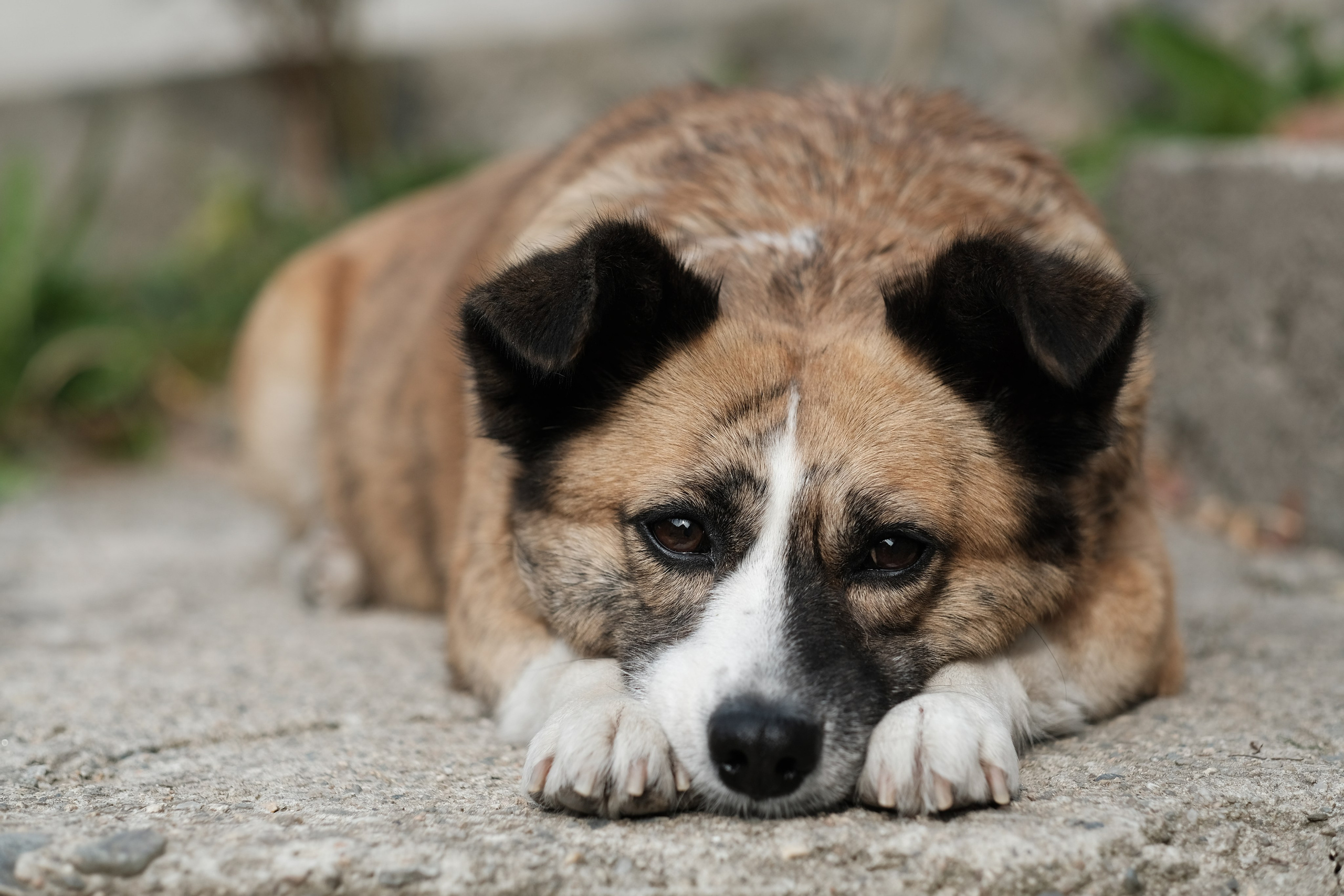 Câini. Pagina principală