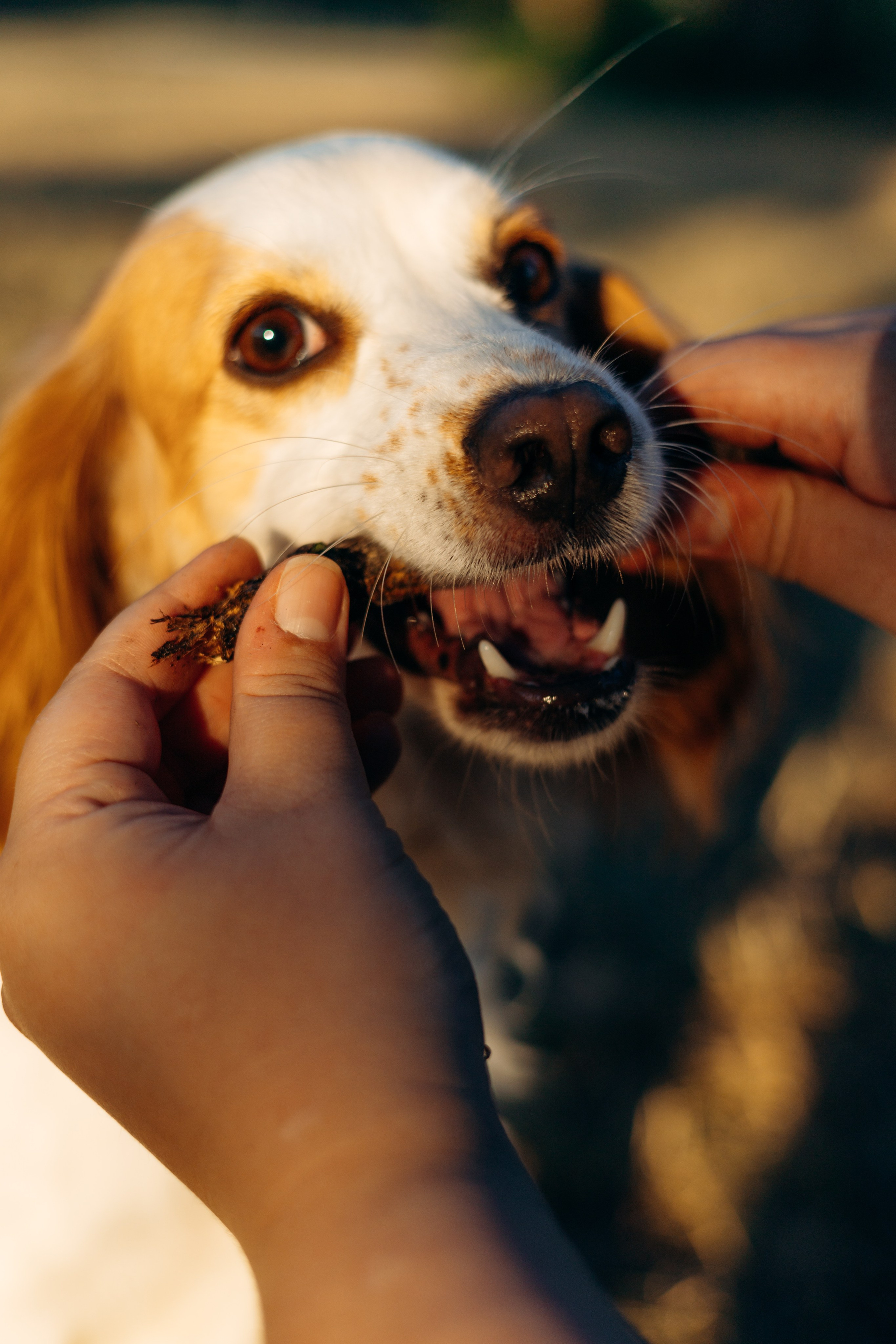 Софья и Арья. Фотограф-анималист | Белград