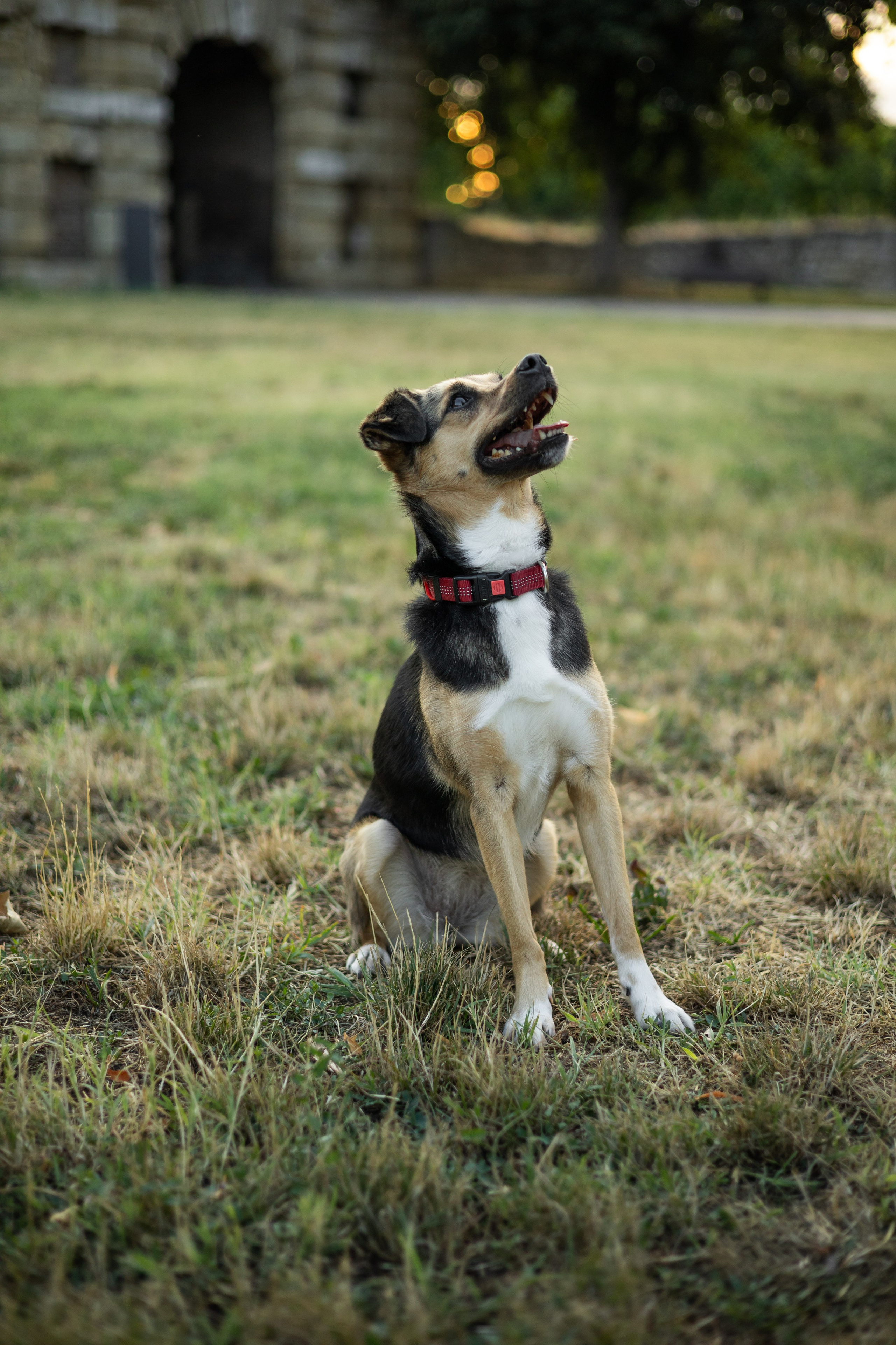 Настя, Денис и Мося. Фотограф-анималист | Белград