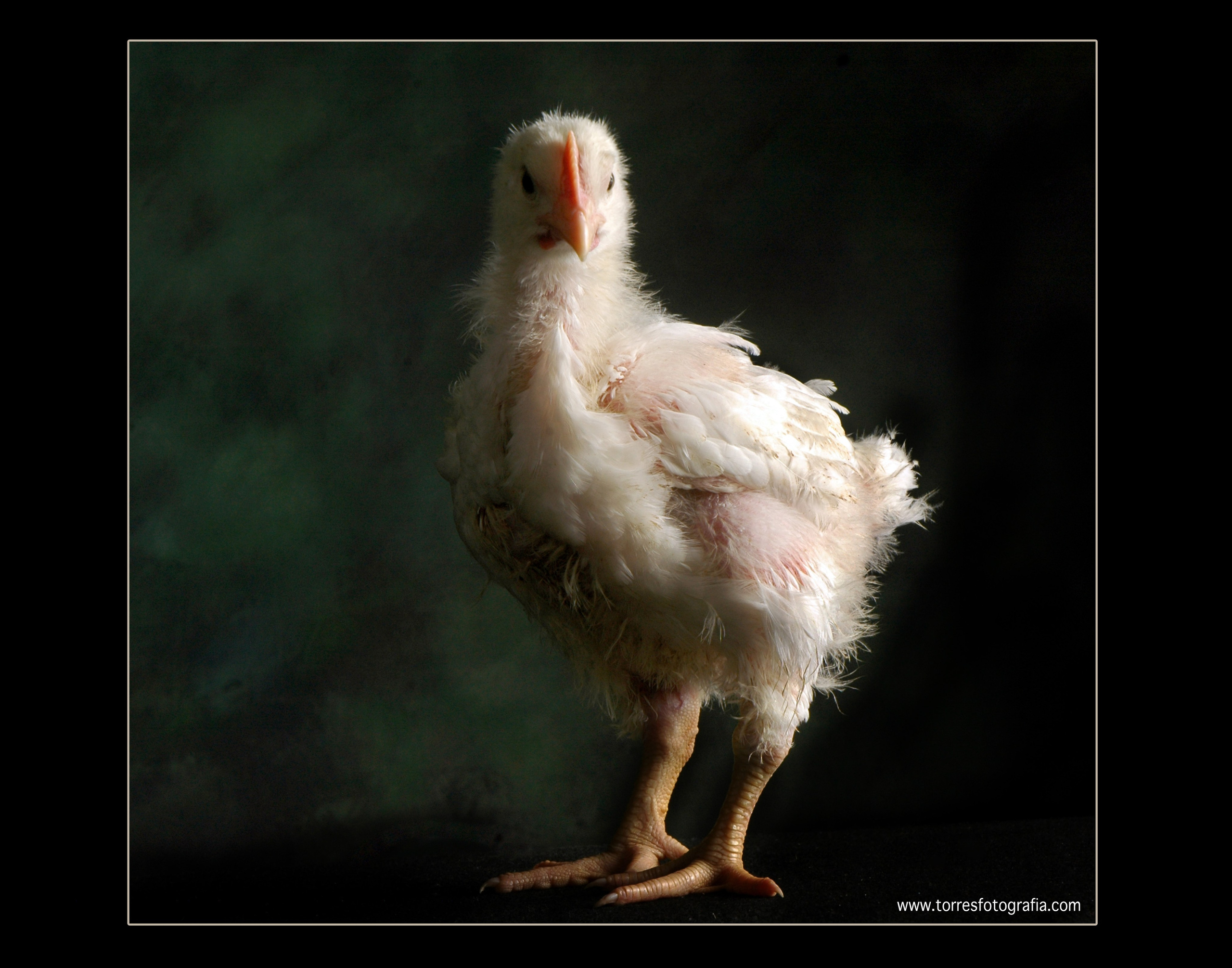 Family, kids & Pets. Estudio de fotografia en Tijuana