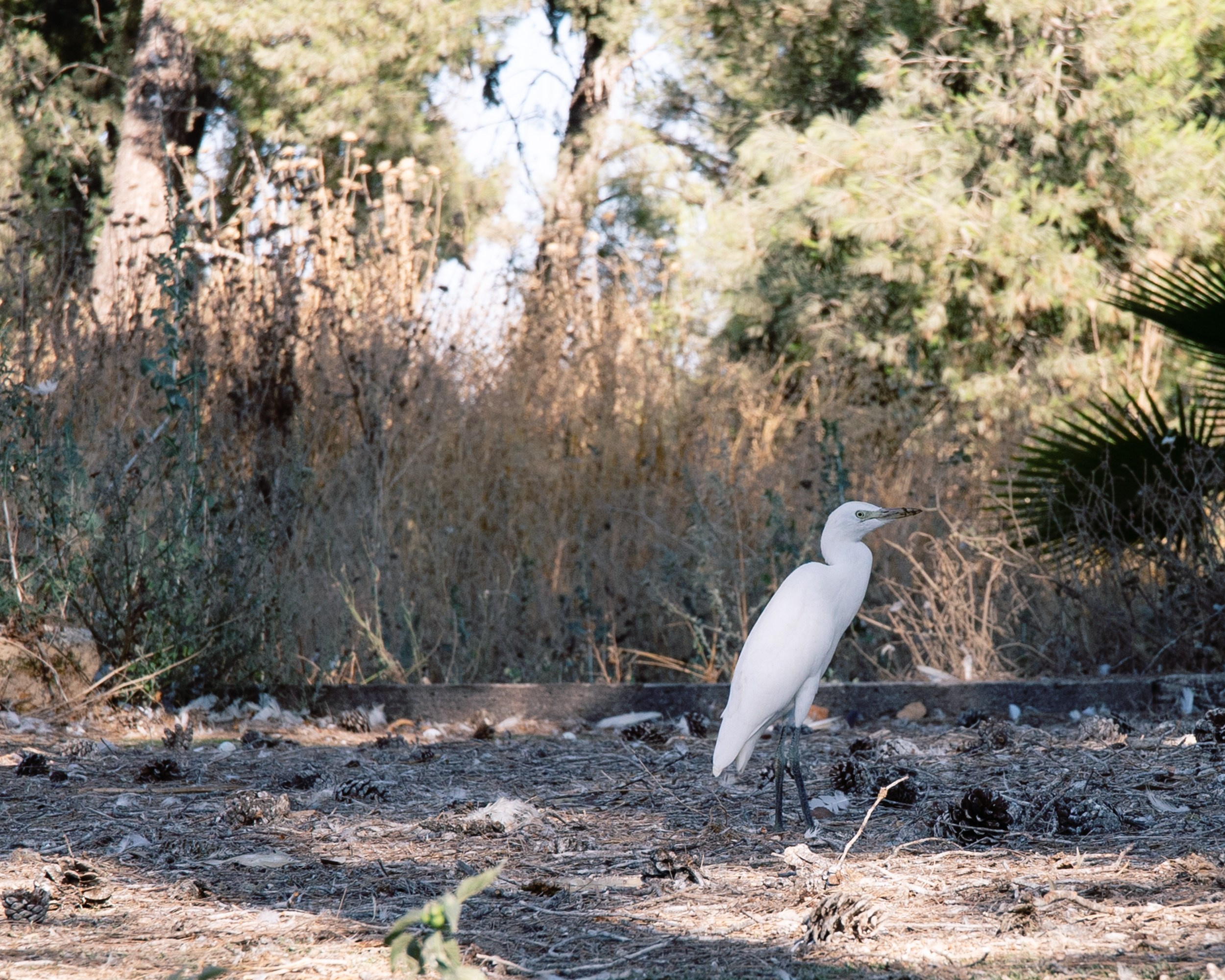 Plov для солдат. Портретный и репортажный фотограф в Израиле Рома Бирман